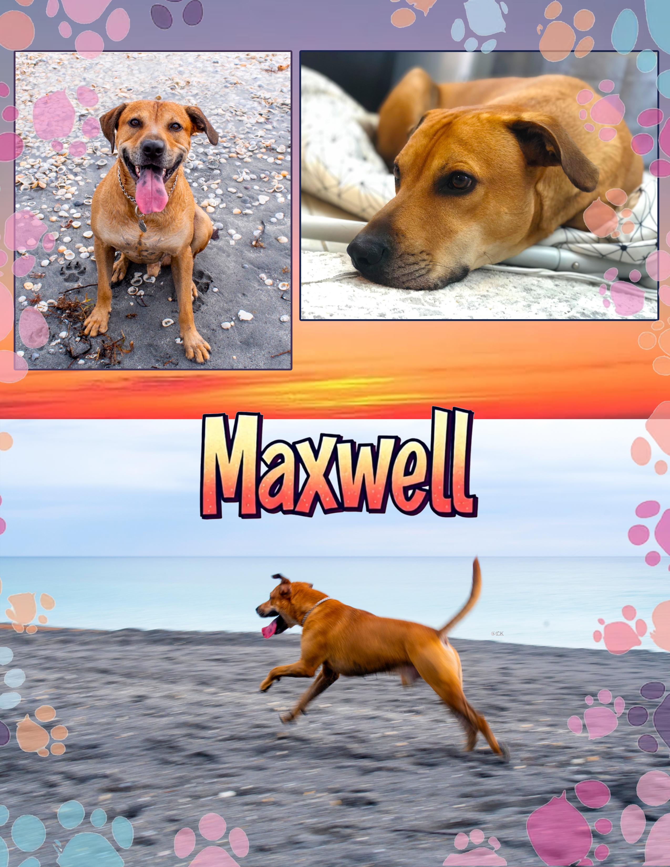 Maxwell, Adoptable, Adult Male Mountain Cur & Rhodesian Ridgeback.