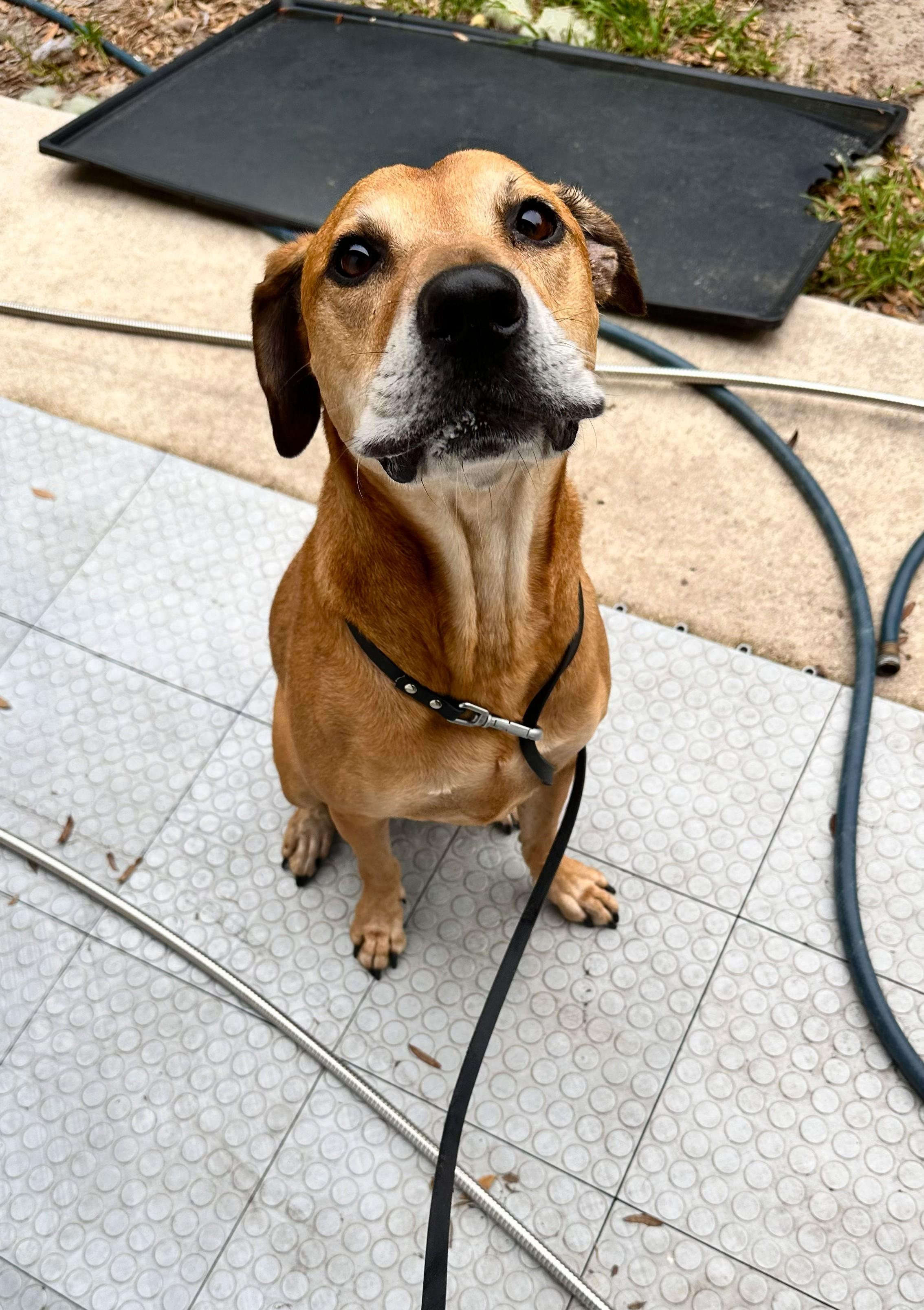 Enlarge Maxwell, a Adoptable mixed breed in Margate, FL image 2/6