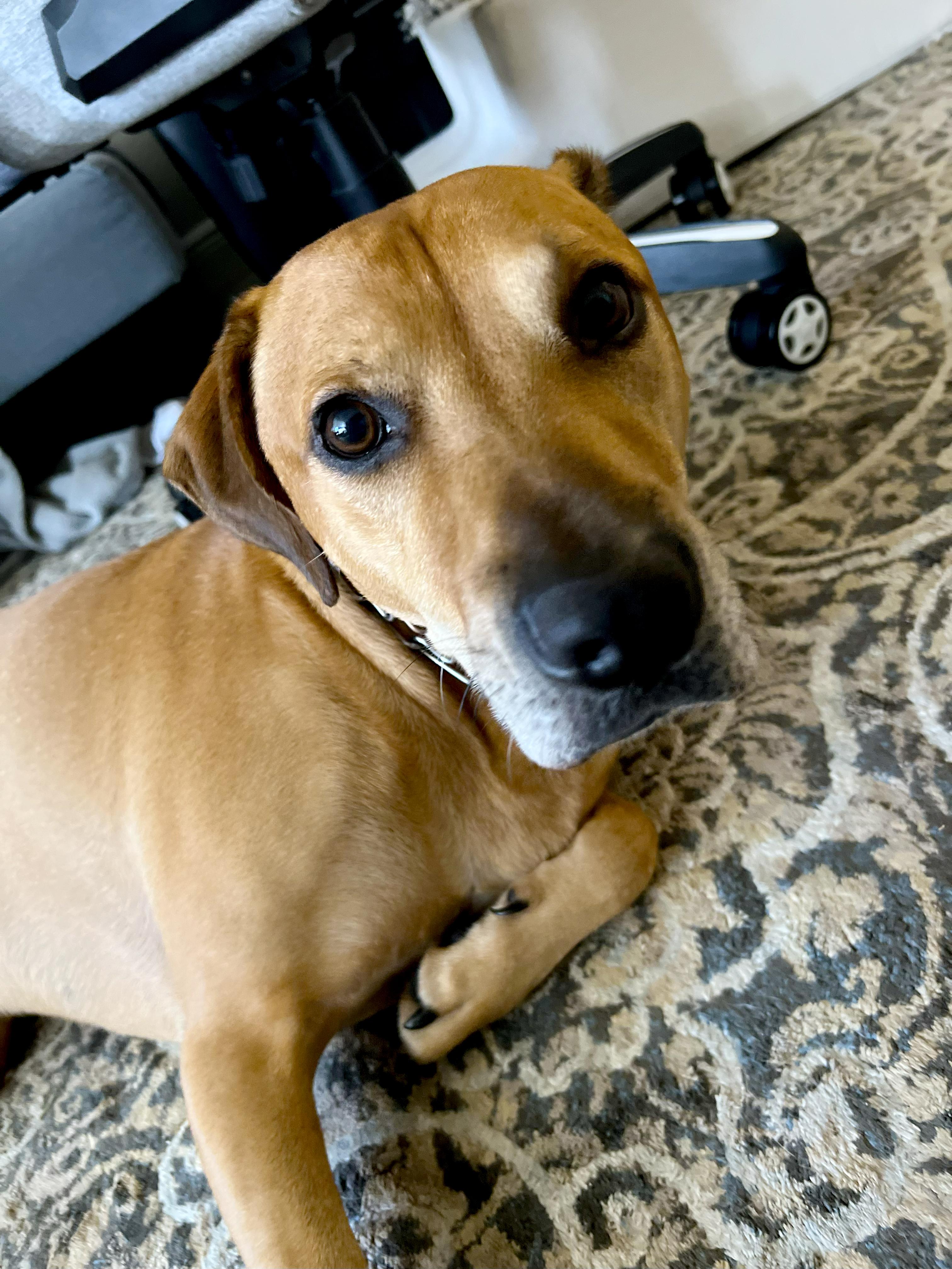 Enlarge Maxwell, a Adoptable mixed breed in Margate, FL image 5/6