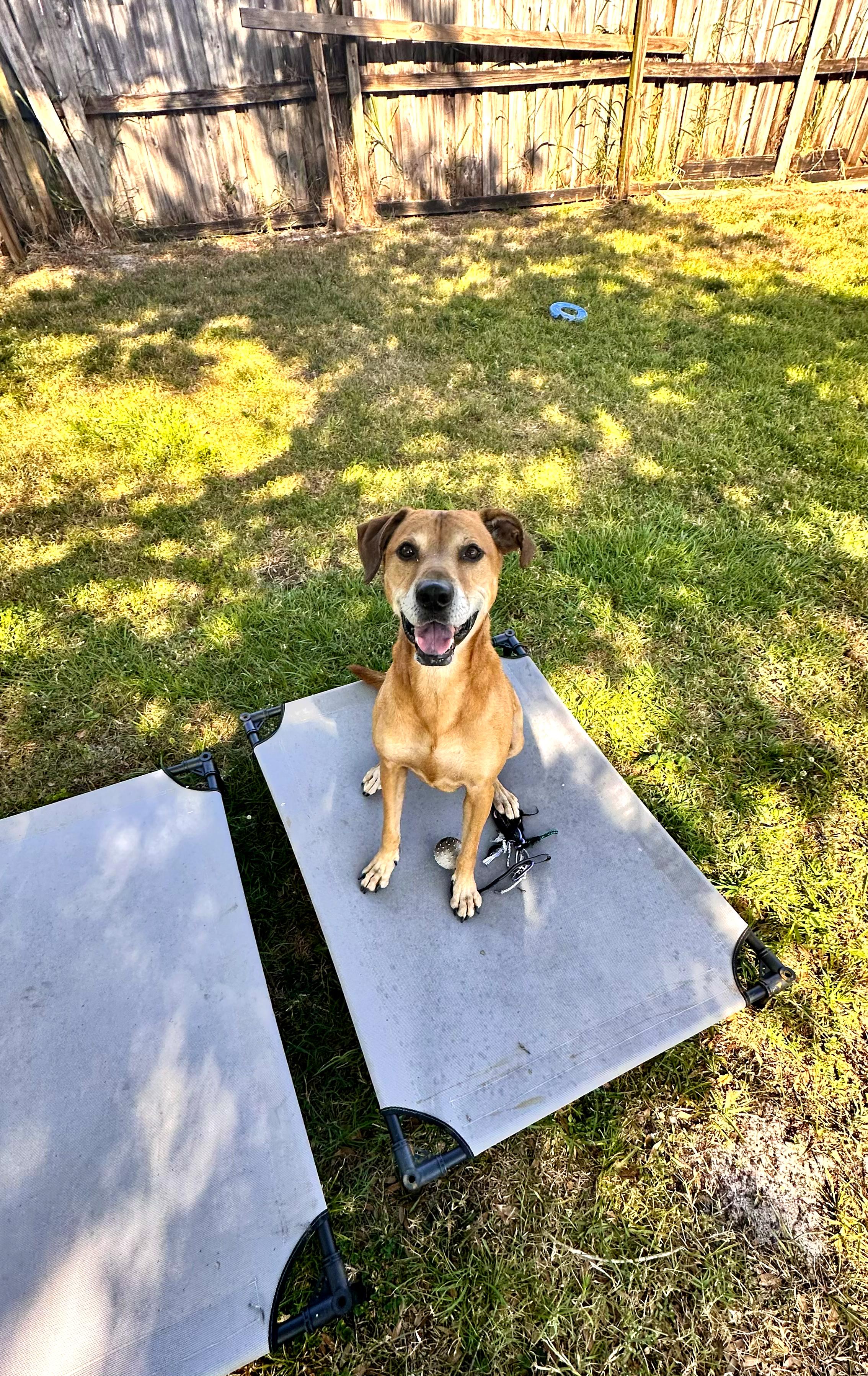 Enlarge Maxwell, a Adoptable mixed breed in Margate, FL image 3/6