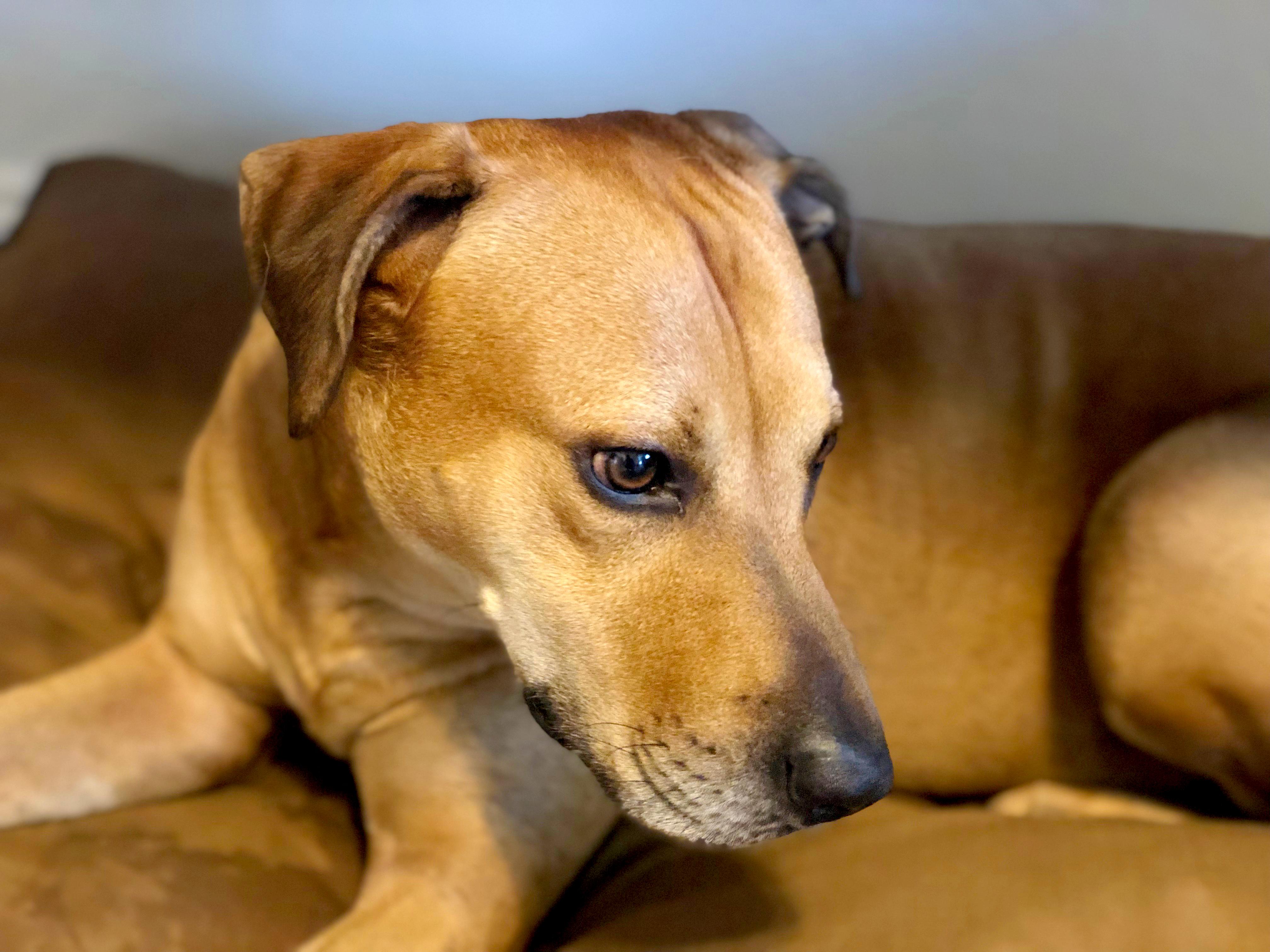 Enlarge Maxwell, a Adoptable mixed breed in Margate, FL image 6/6