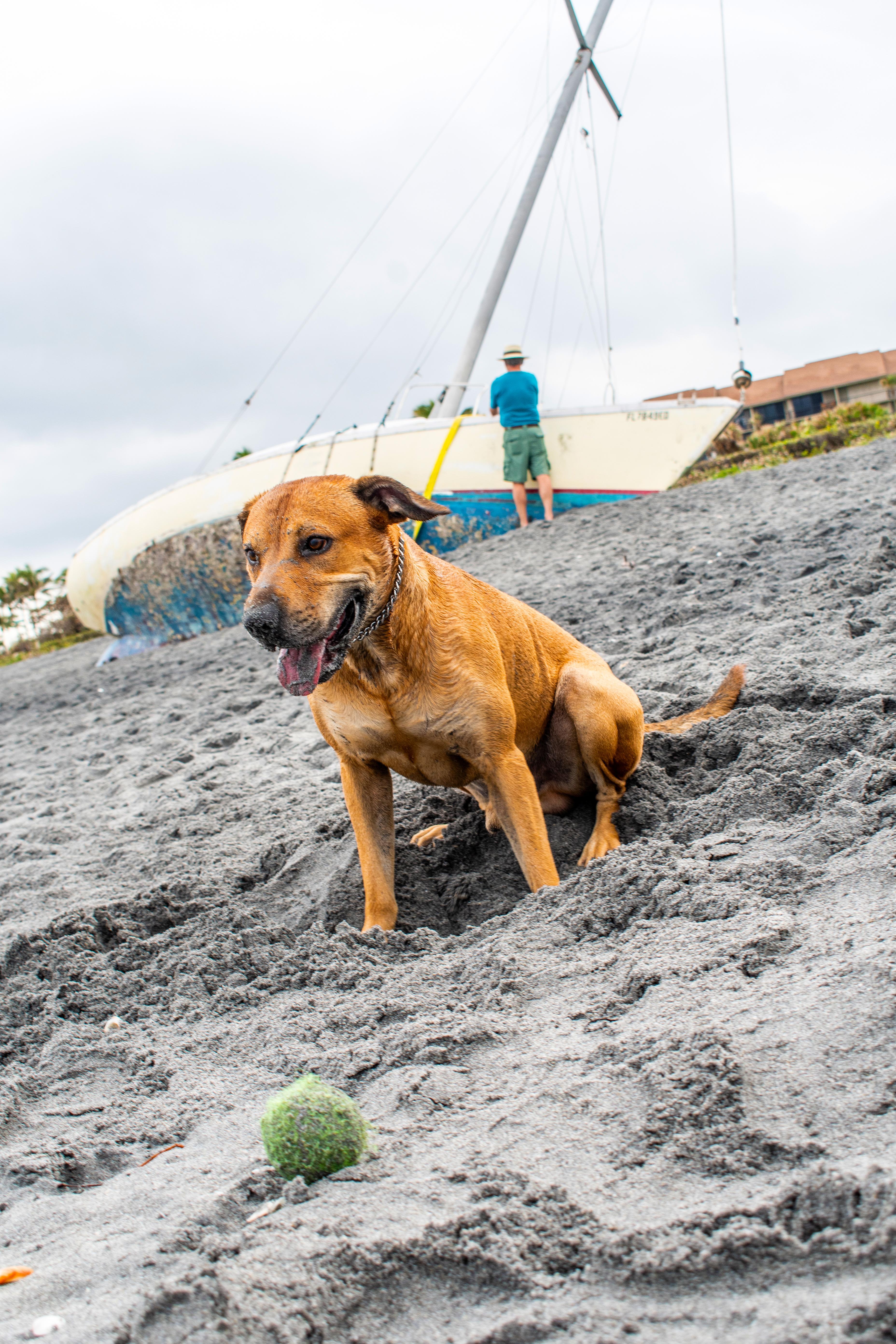 Enlarge Maxwell, a Adoptable mixed breed in Margate, FL image 4/6