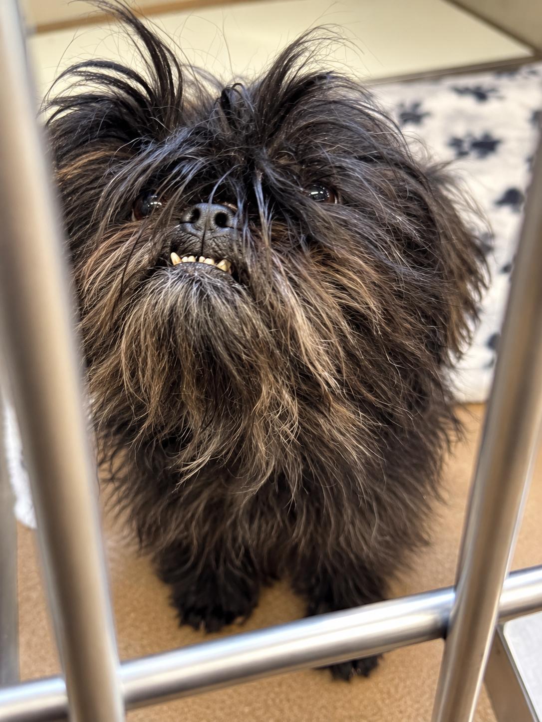Maddie, Adoptable, Senior Female Shih Tzu.