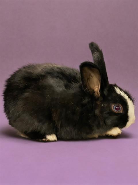 Enlarge SAGE, a Adoptable Bunny Rabbit in Agoura, CA image 1/1