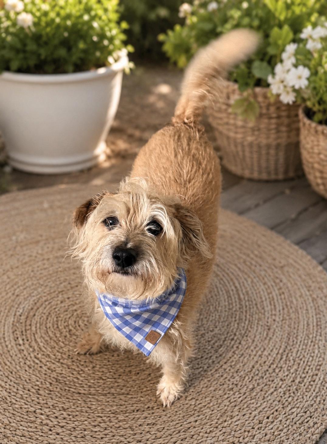 Enlarge Jimi, a Adoptable mixed breed in Phoenix, AZ image 2/3