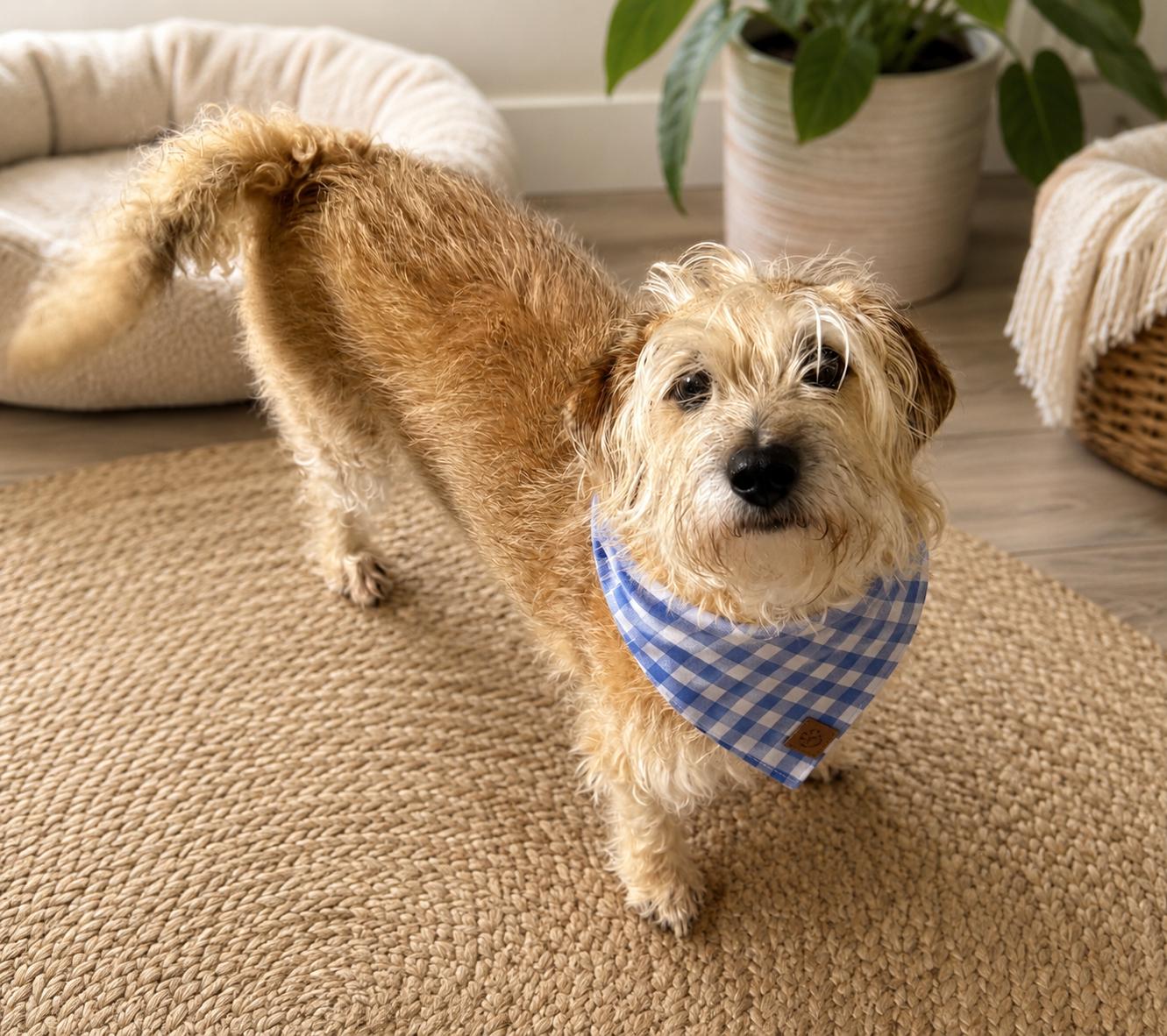Enlarge Jimi, a Adoptable mixed breed in Phoenix, AZ image 3/3