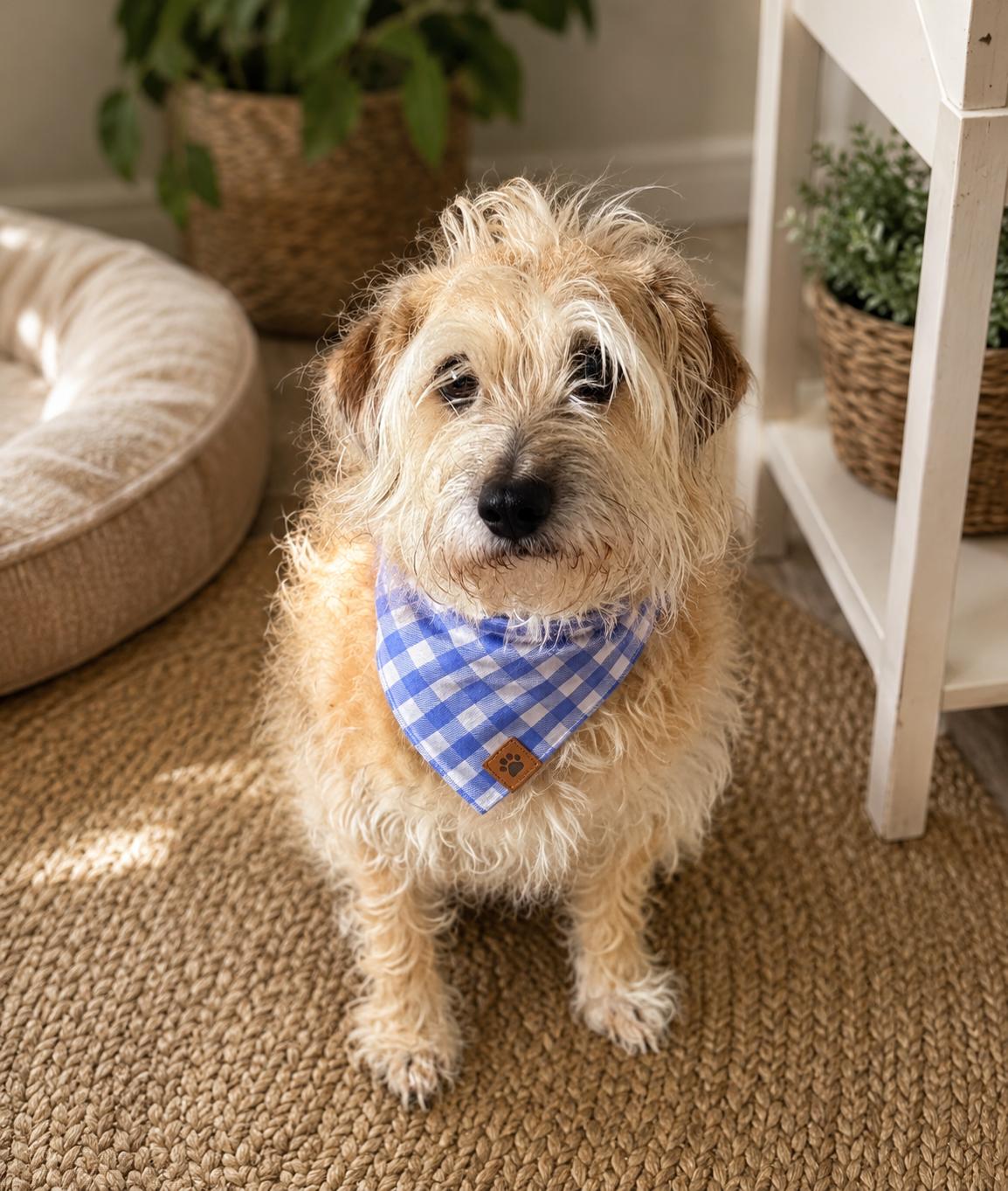 Enlarge Jimi, a Adoptable mixed breed in Phoenix, AZ image 1/3