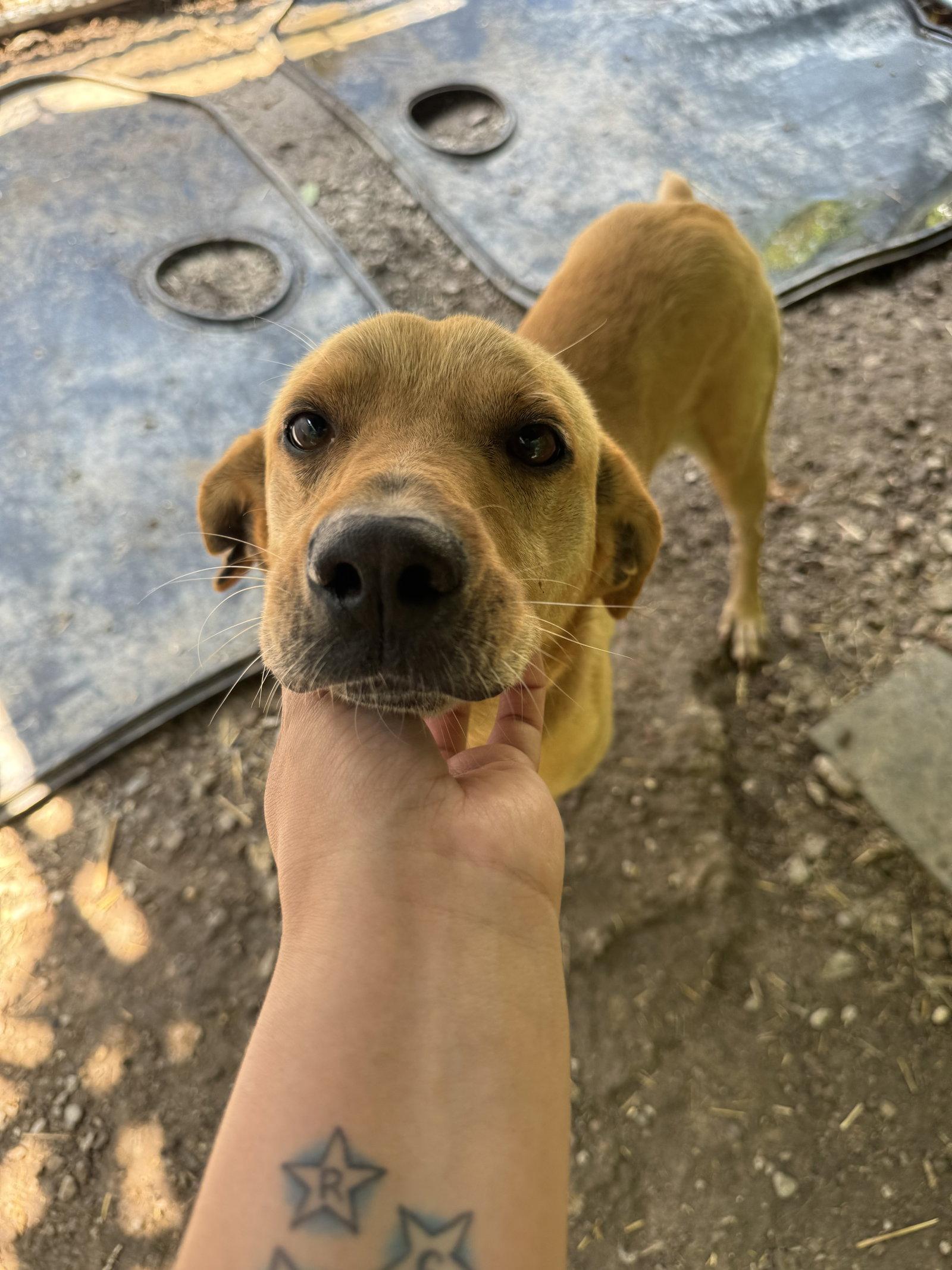 Jabarkus, Adopted, Adult Male Labrador Retriever.