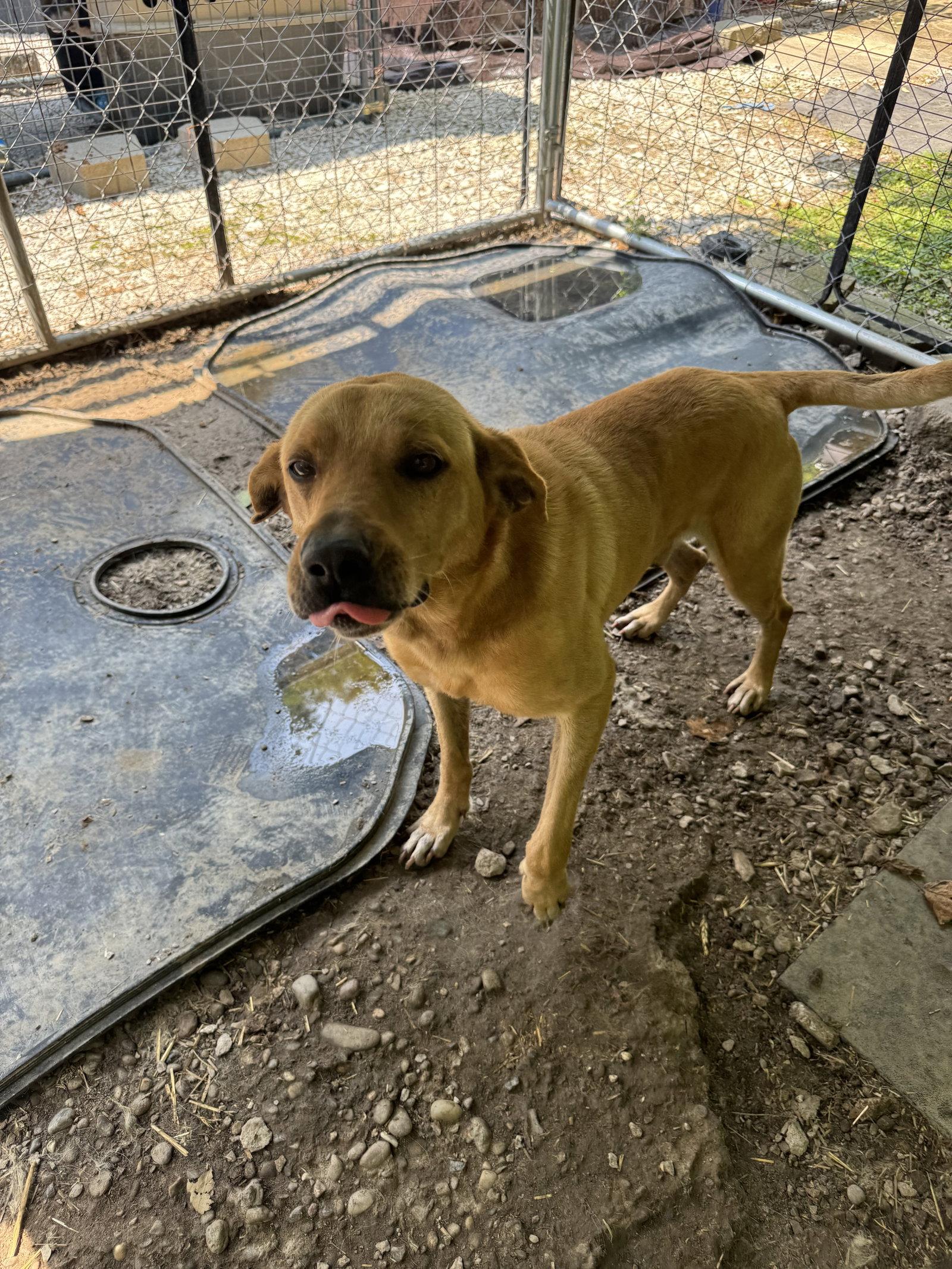 Jabarkus, a Adopted Labrador Retriever in New Martinsville, WV image 2/3