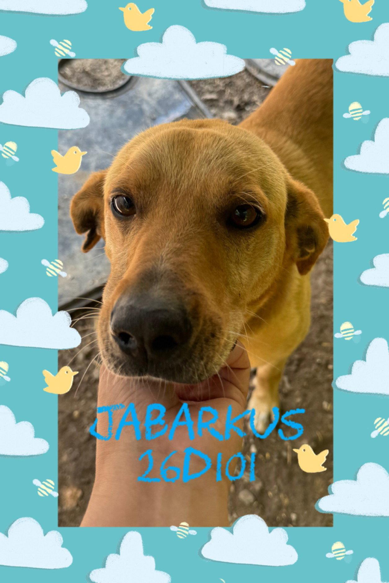 Jabarkus, a Adopted Labrador Retriever in New Martinsville, WV image 3/3