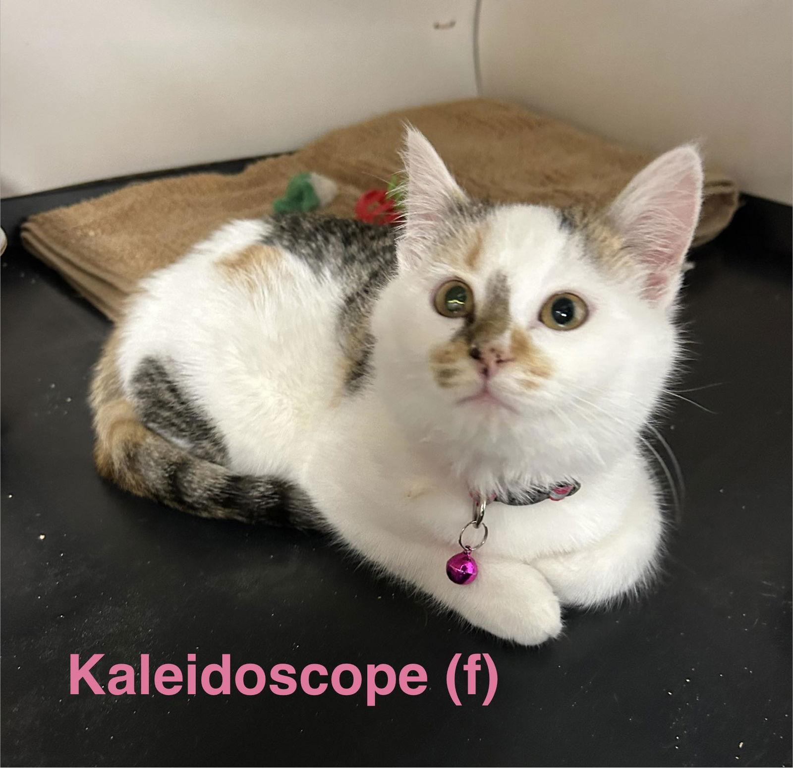 Kaleidoscope, Adopted, Kitten Female Domestic Short Hair & Calico.