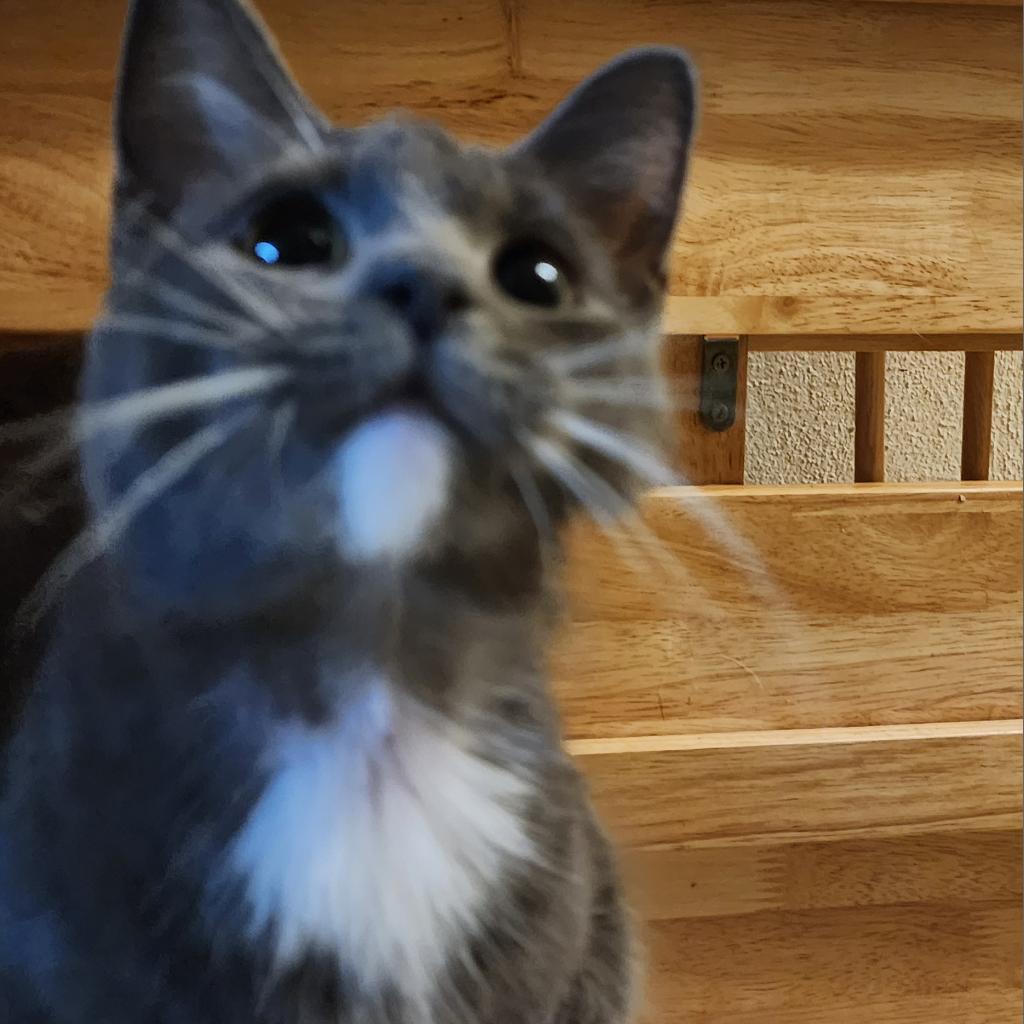 Enlarge Brownie, a Adoptable Domestic Short Hair in Toledo, OH image 1/3