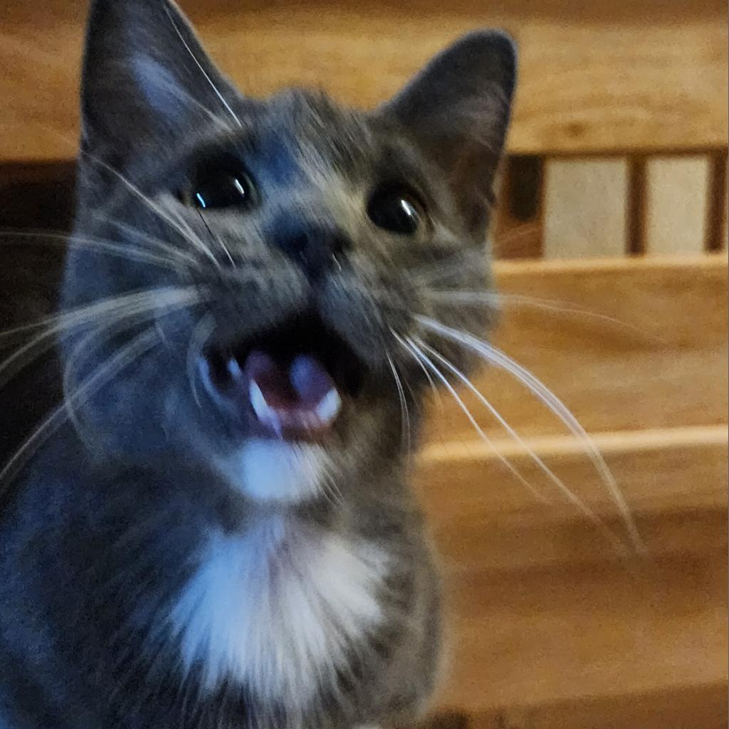 Enlarge Brownie, a Adoptable Domestic Short Hair in Toledo, OH image 2/3