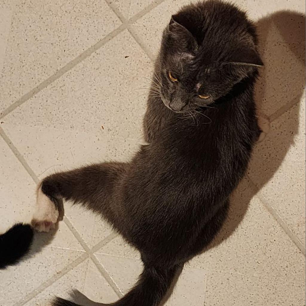 Enlarge Brownie, a Adoptable Domestic Short Hair in Toledo, OH image 3/3