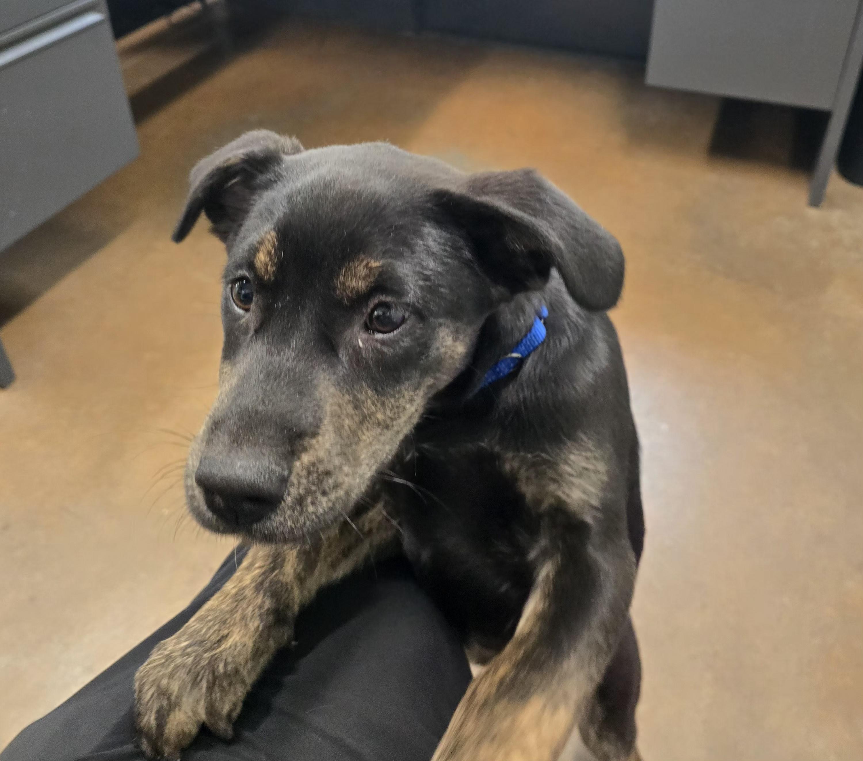 Jilly, adopted, Puppy Female Rottweiler & Shepherd.