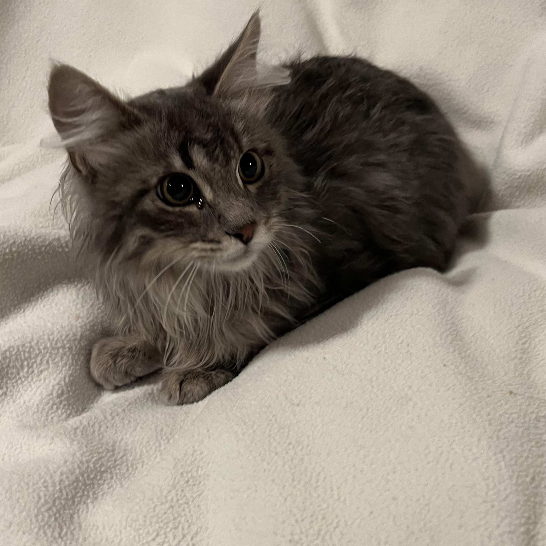 Enlarge Basil, a Adoptable mixed breed in West Valley, UT image 2/2