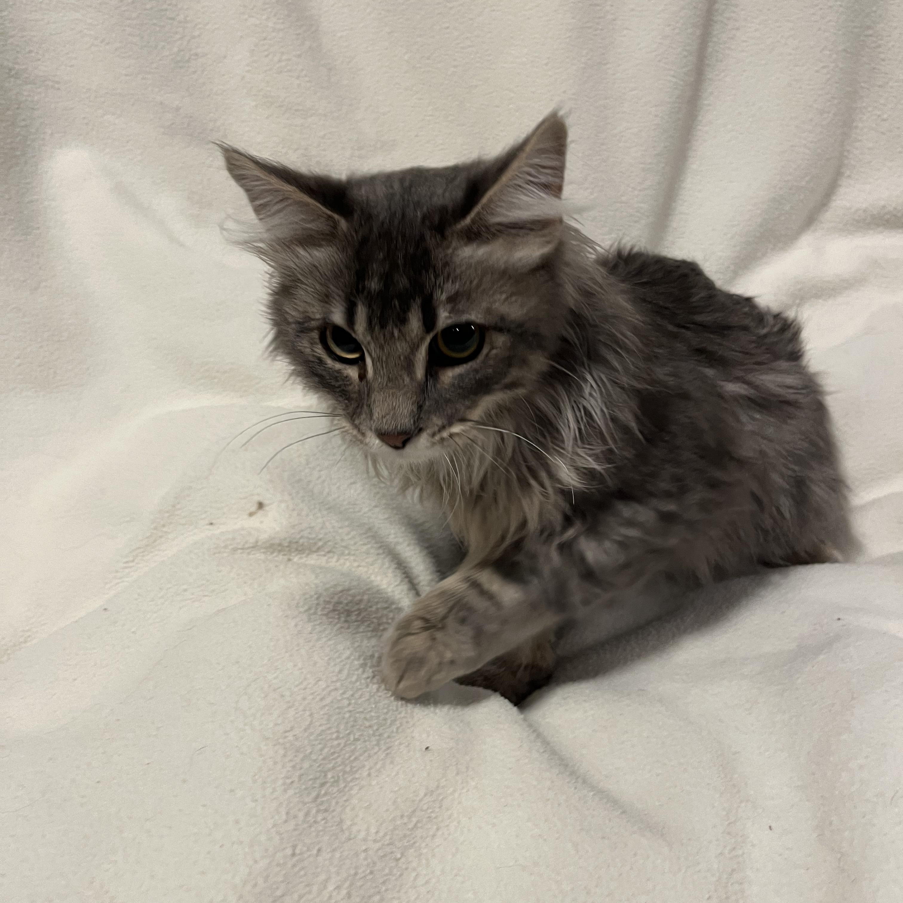 Basil, Adoptable, Young Male Domestic Long Hair.