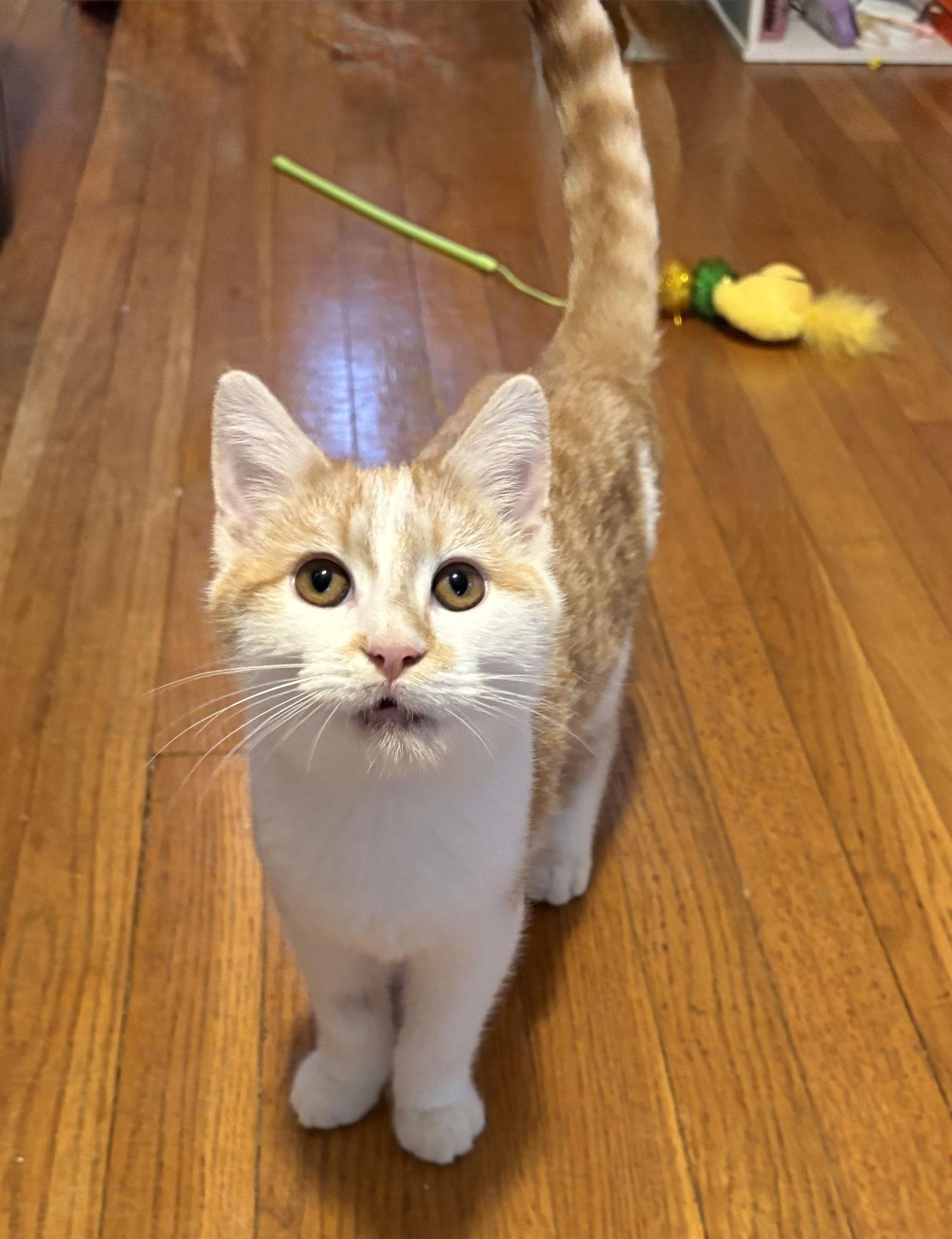 Cartman, Adoptable, Kitten Male Domestic Short Hair.