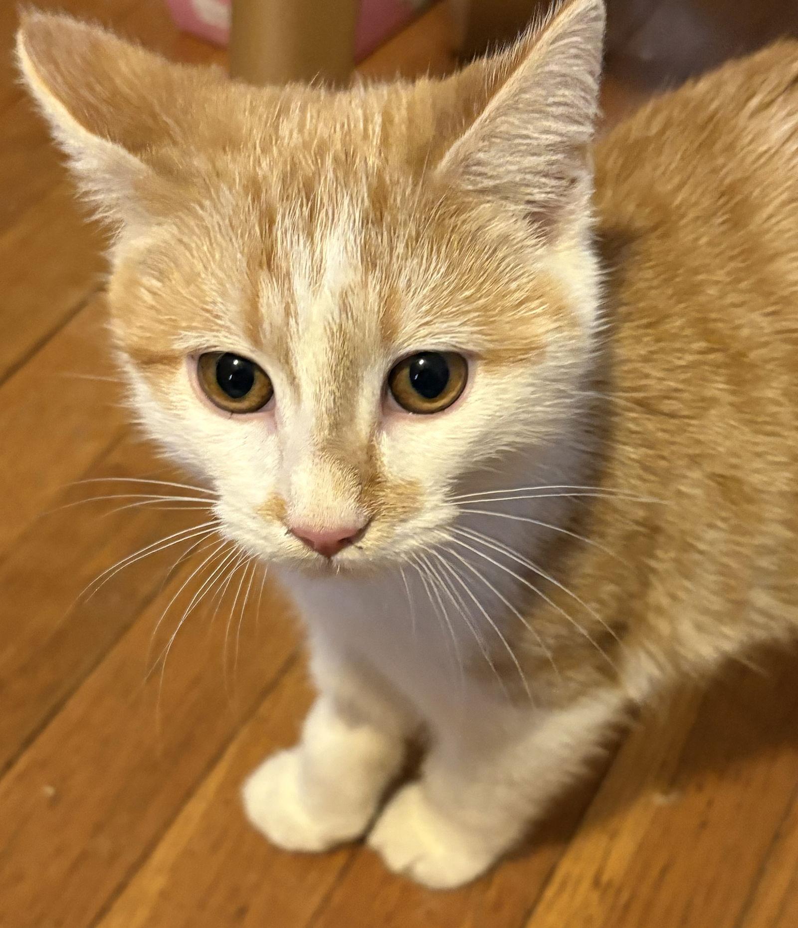 Enlarge Cartman, a Adoptable Domestic Short Hair in Cuyahoga Falls, OH image 2/3