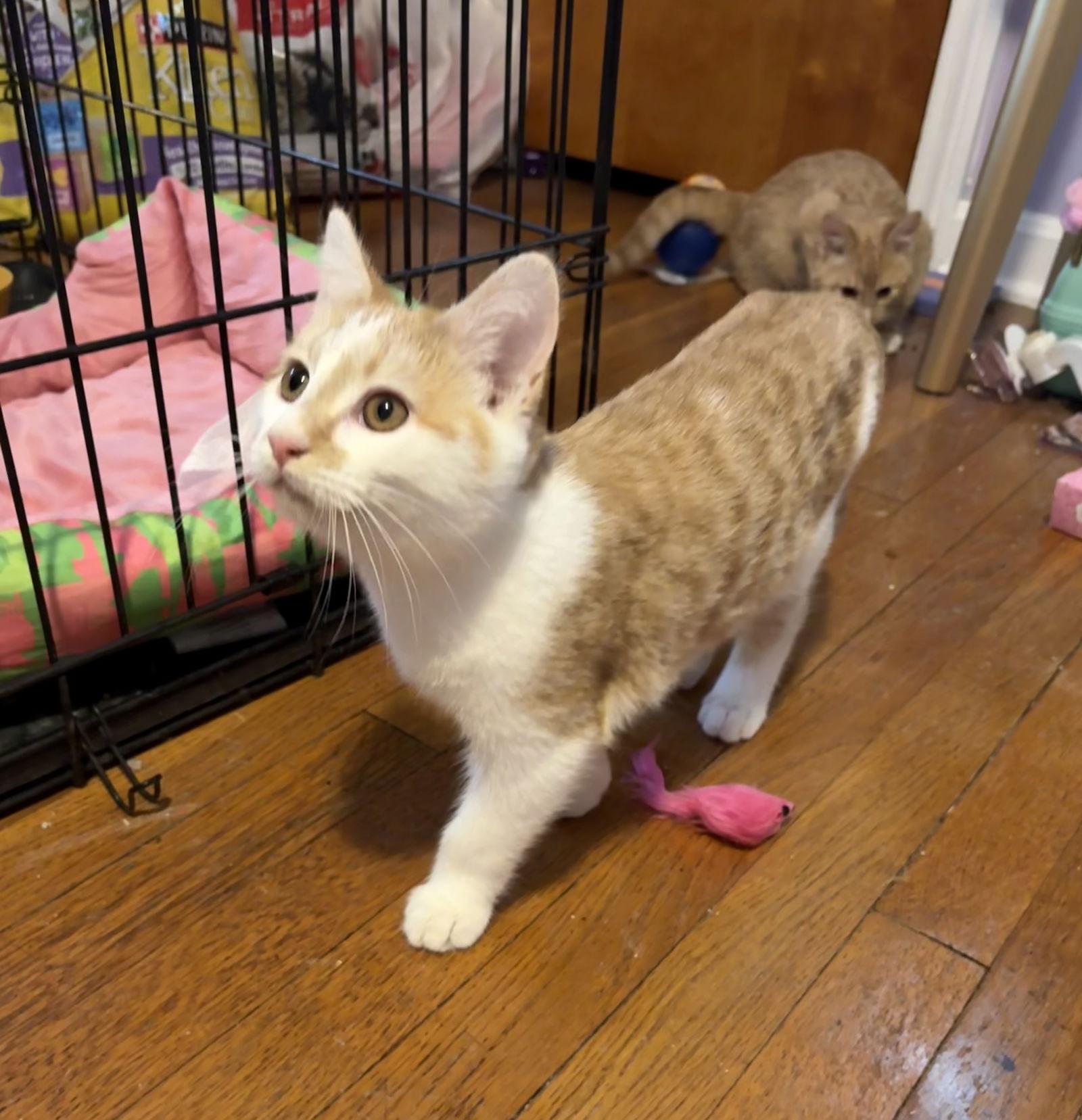 Enlarge Cartman, a Adoptable Domestic Short Hair in Cuyahoga Falls, OH image 3/3