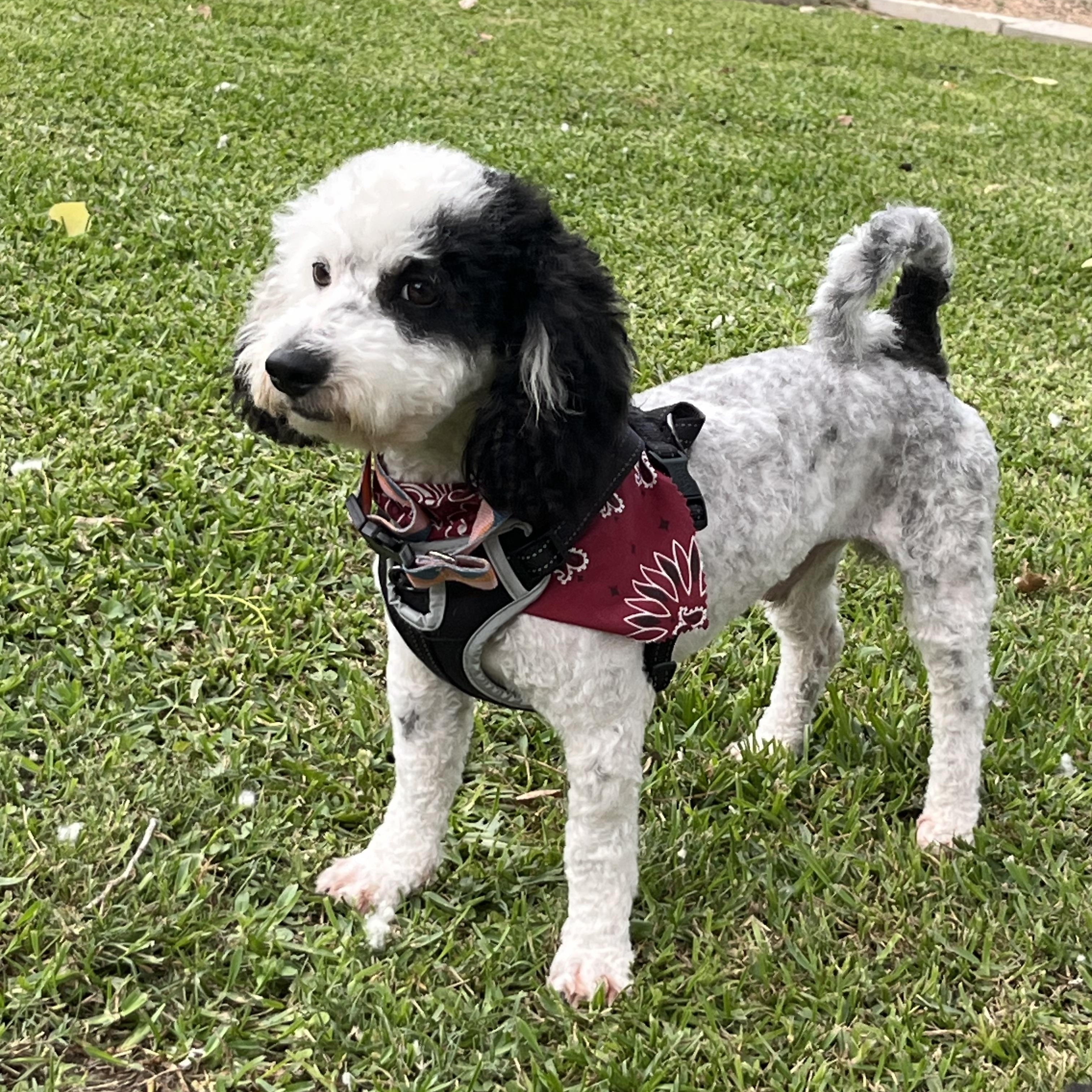 Enlarge Hop Scotch, a Adopted Poodle in Seattle, WA image 6/6