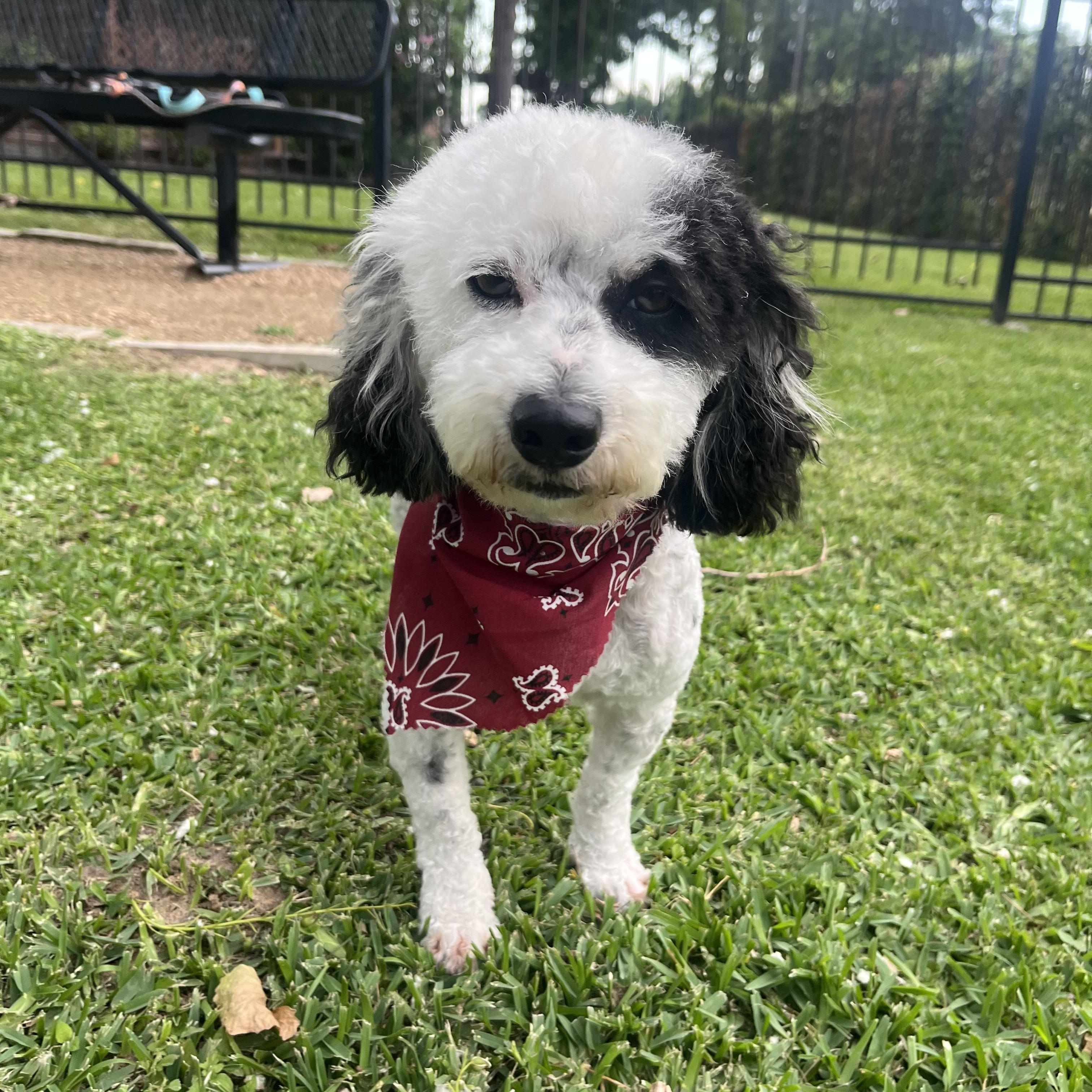 Hop Scotch, Adopted, Young Male Poodle.