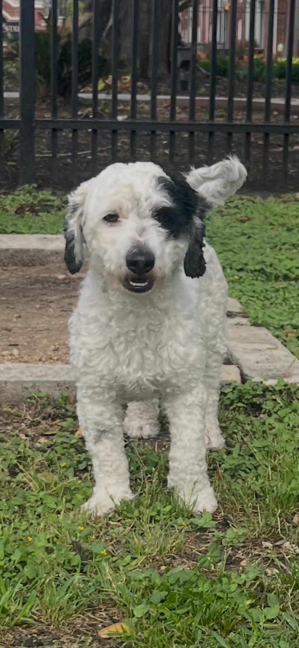 Enlarge Hop Scotch, a Adopted Poodle in Seattle, WA image 5/6