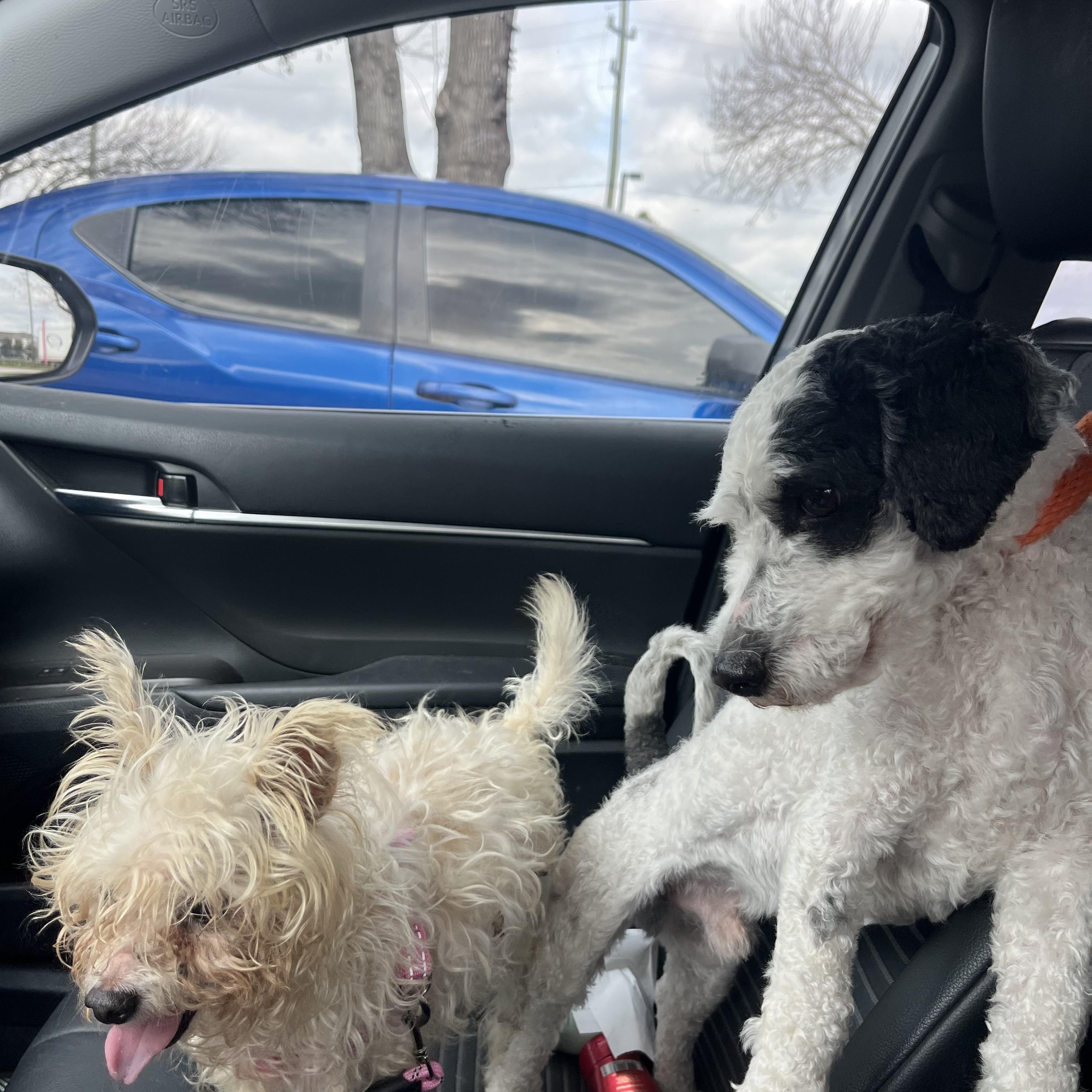 Enlarge Hop Scotch, a Adopted Poodle in Seattle, WA image 2/6