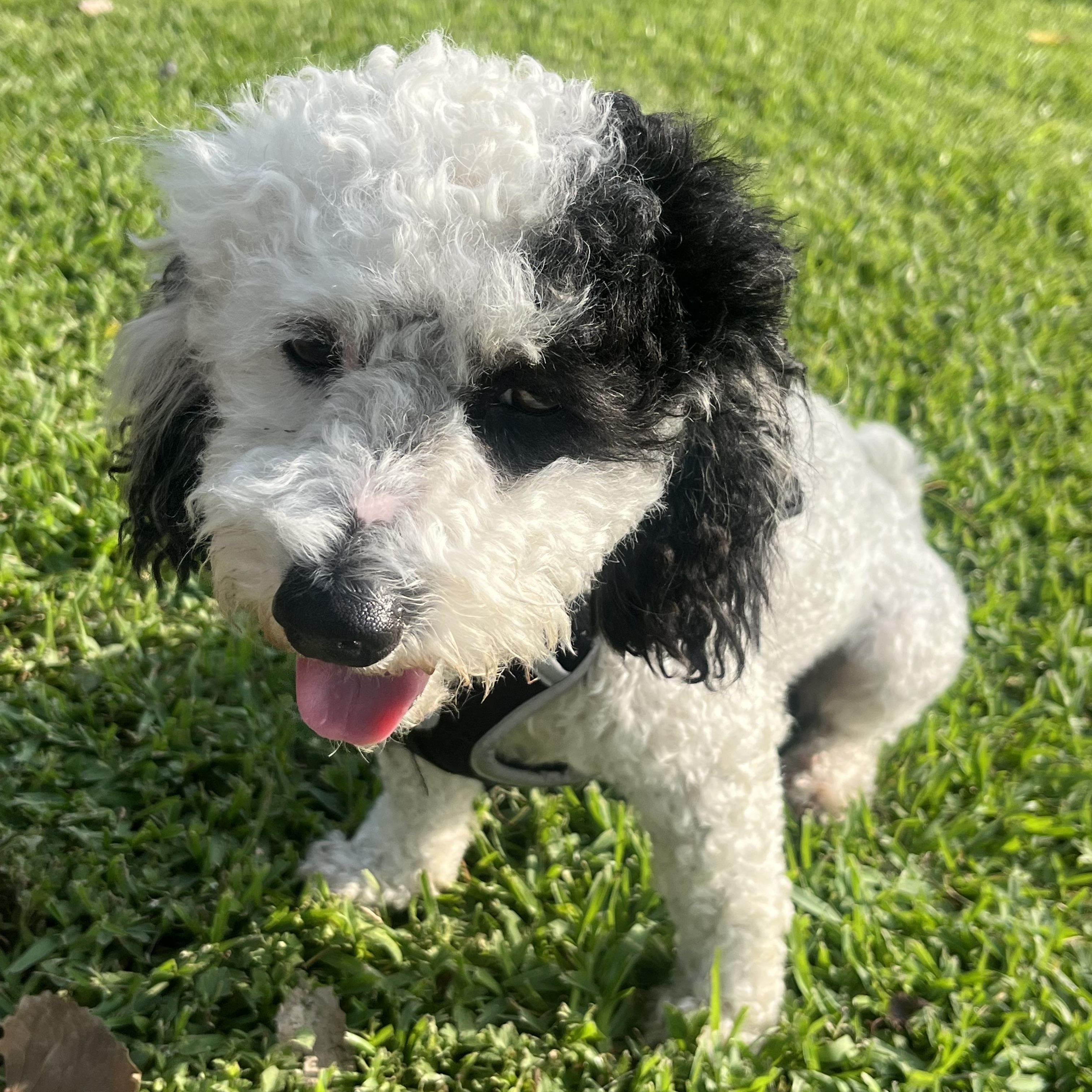 Enlarge Hop Scotch, a Adopted Poodle in Seattle, WA image 3/6