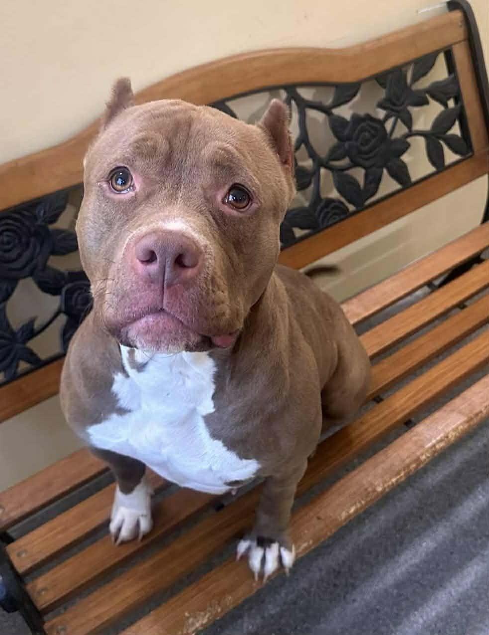 Enlarge Gloria, a Adopted Pit Bull Terrier in Covington, VA image 1/1