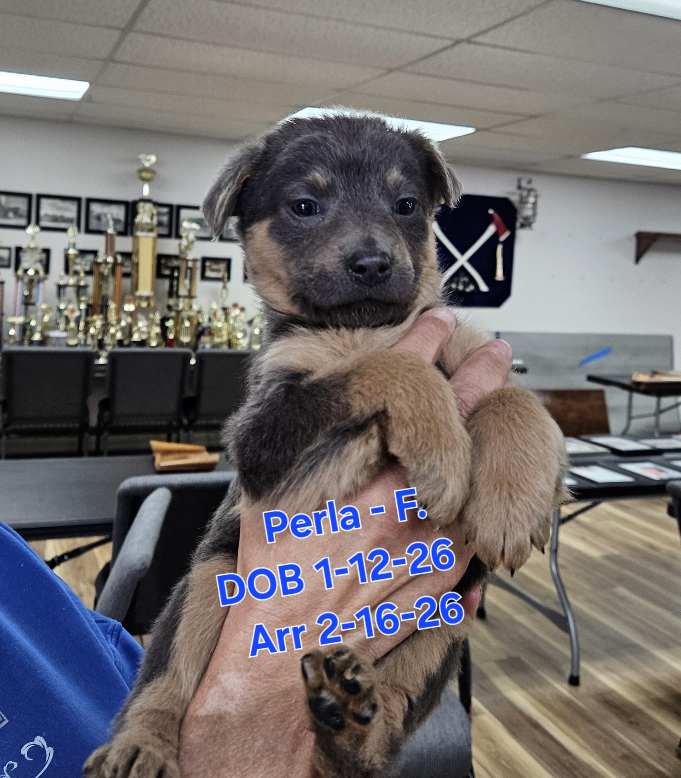 Perla, Adoptable, Young Female German Shepherd Dog & Rottweiler.