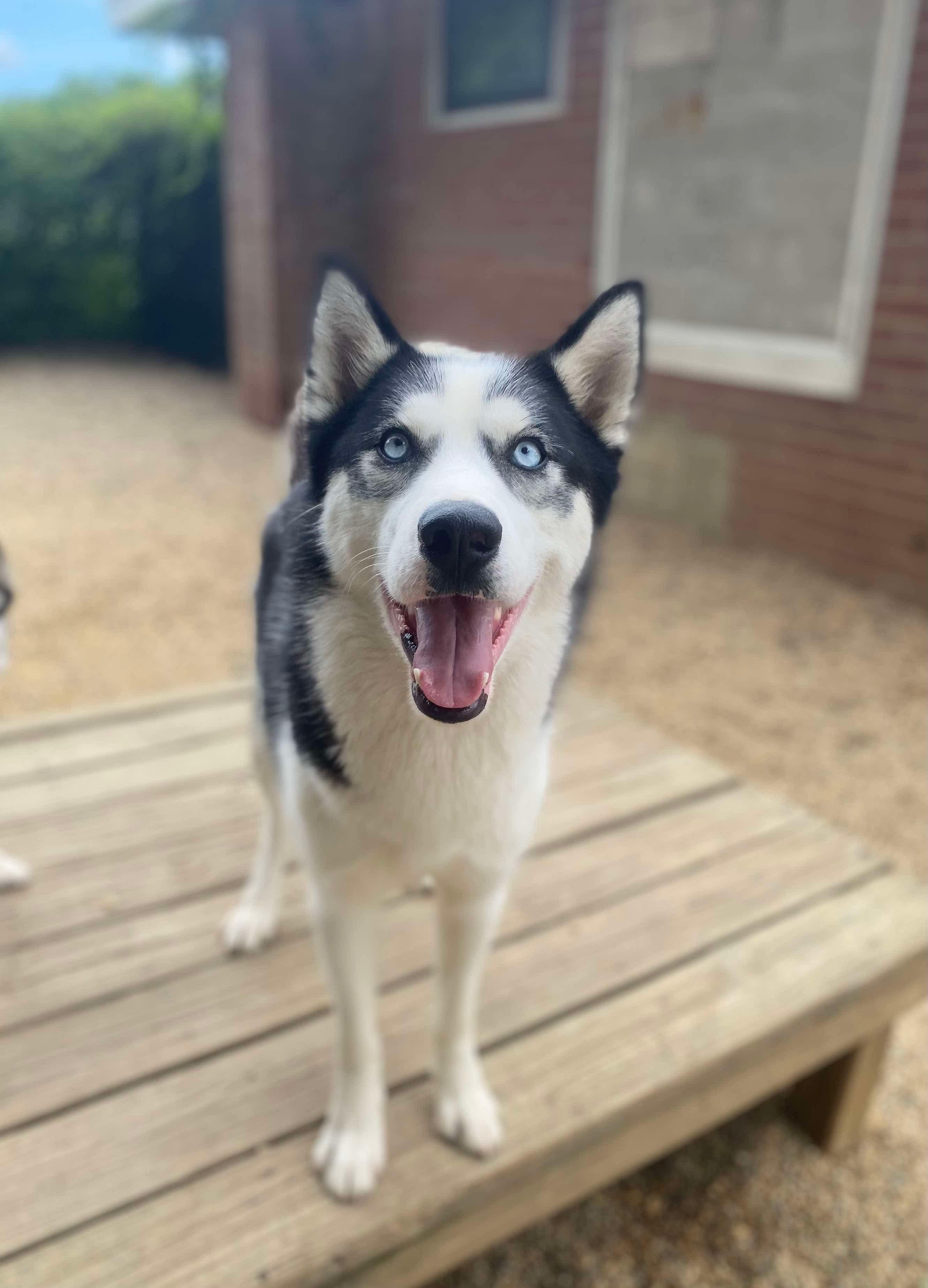 Meeko, Young Male Siberian Husky