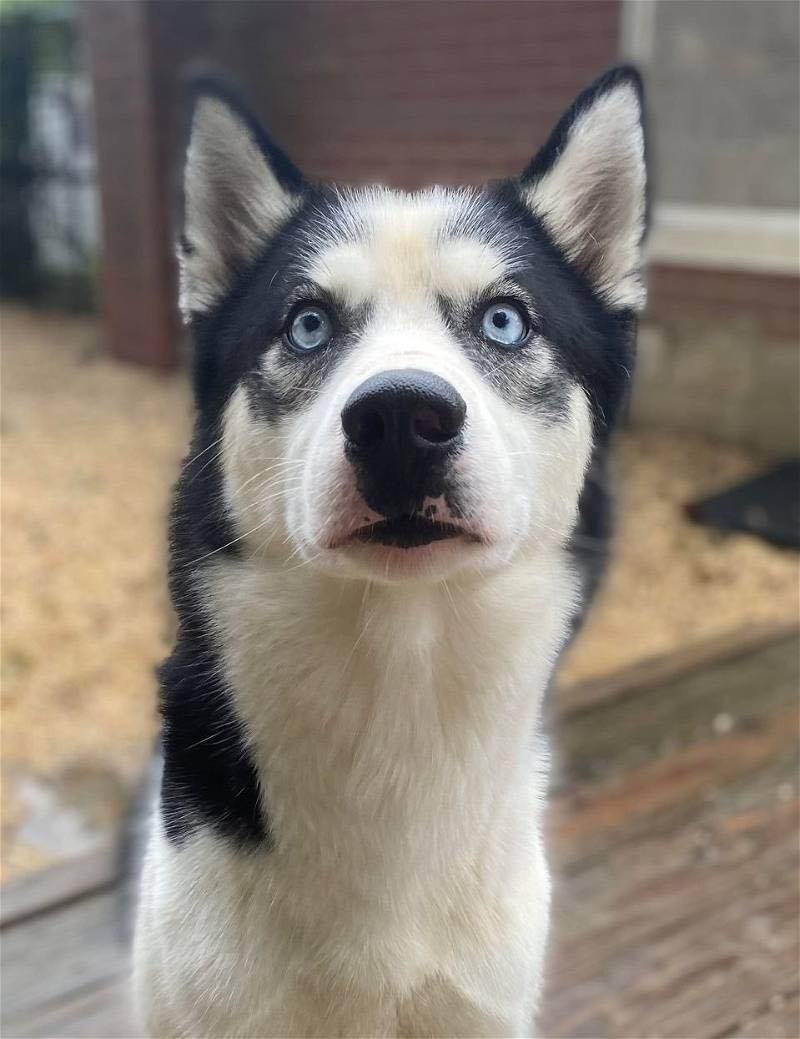 Meeko, a Adoptable Siberian Husky in Matawan, NJ image 2/2