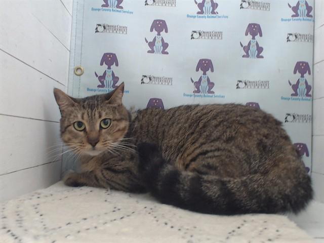 BRITA, Adoptable, Young Female Domestic Short Hair.