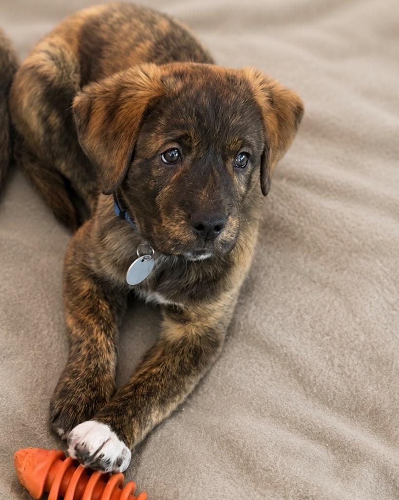 Stufful, Adoptable, Puppy Male Chow Chow & Pit Bull Terrier.