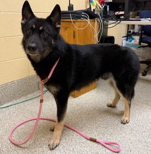 Rocky Road, Adoptable, Adult Male German Shepherd Dog.