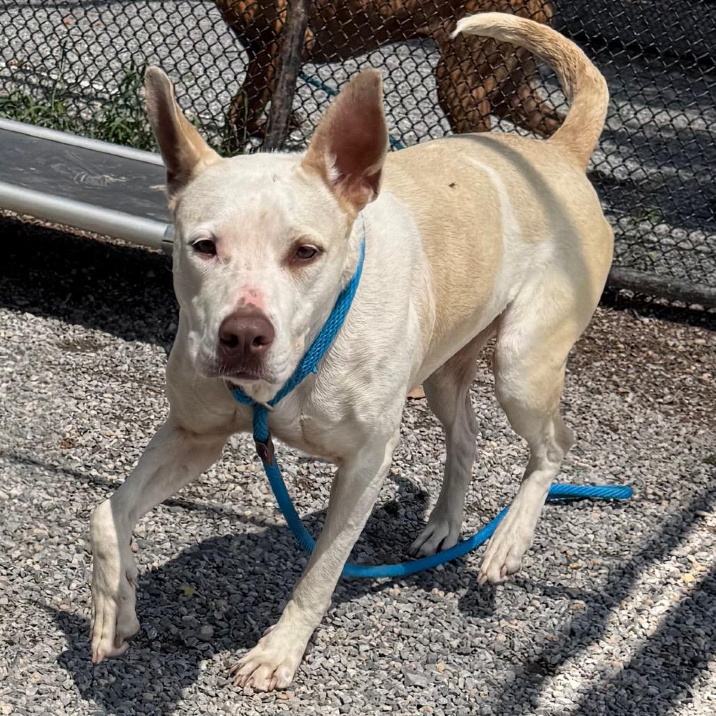Spaghetti, Adoptable, Senior Female Mixed Breed & Cattle Dog.