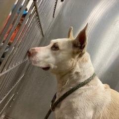 Spaghetti, a Adoptable mixed breed in York, PA image 2/6