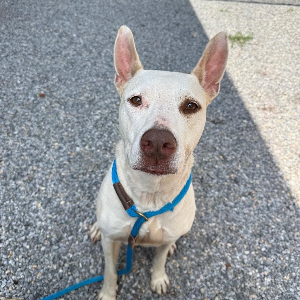 Spaghetti, a Adoptable mixed breed in York, PA image 3/6