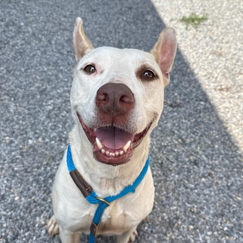 Spaghetti, a Adoptable mixed breed in York, PA image 4/6