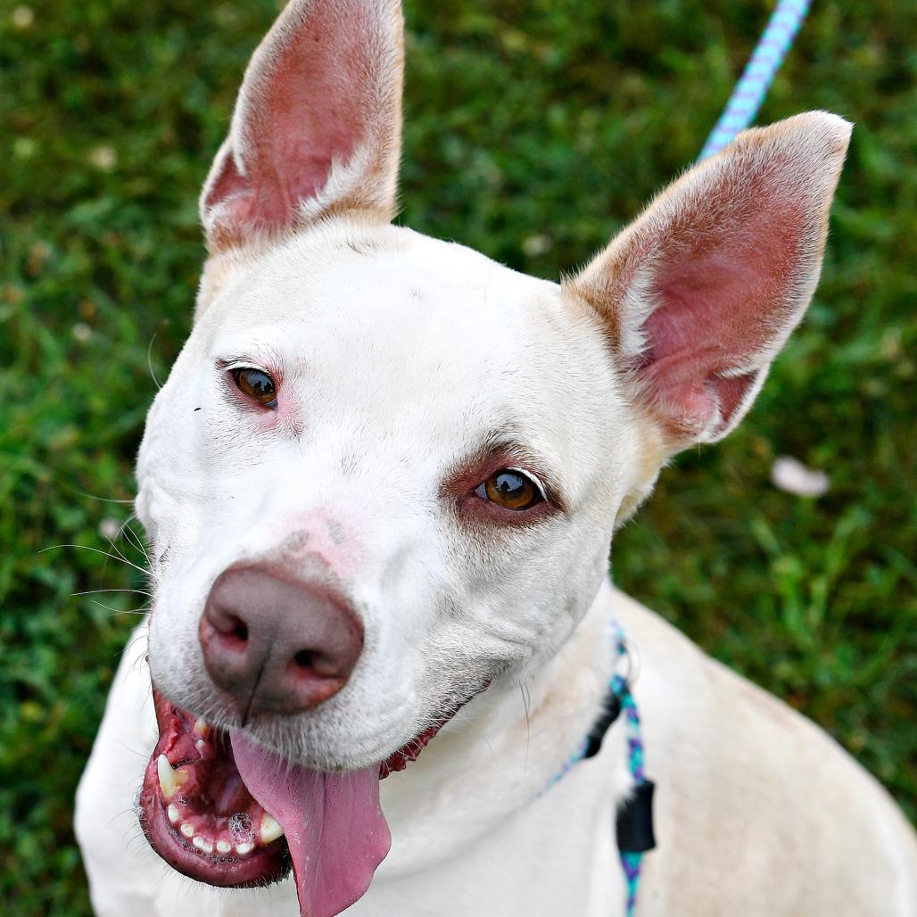 Spaghetti, a Adoptable mixed breed in York, PA image 5/6