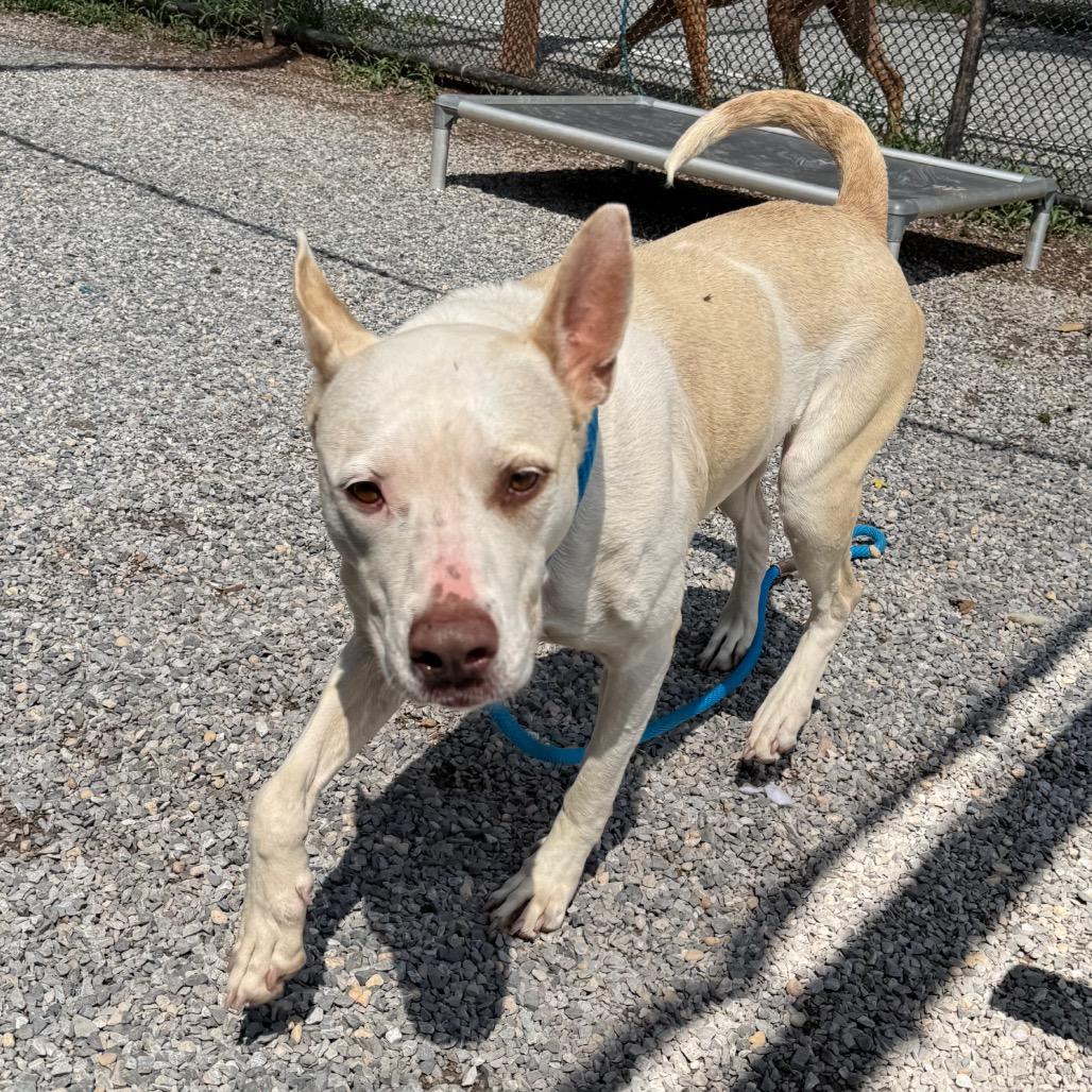 Spaghetti, a Adoptable mixed breed in York, PA image 6/6