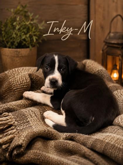 Inky, Adoptable, Puppy Male Mixed Breed & Mixed Breed.