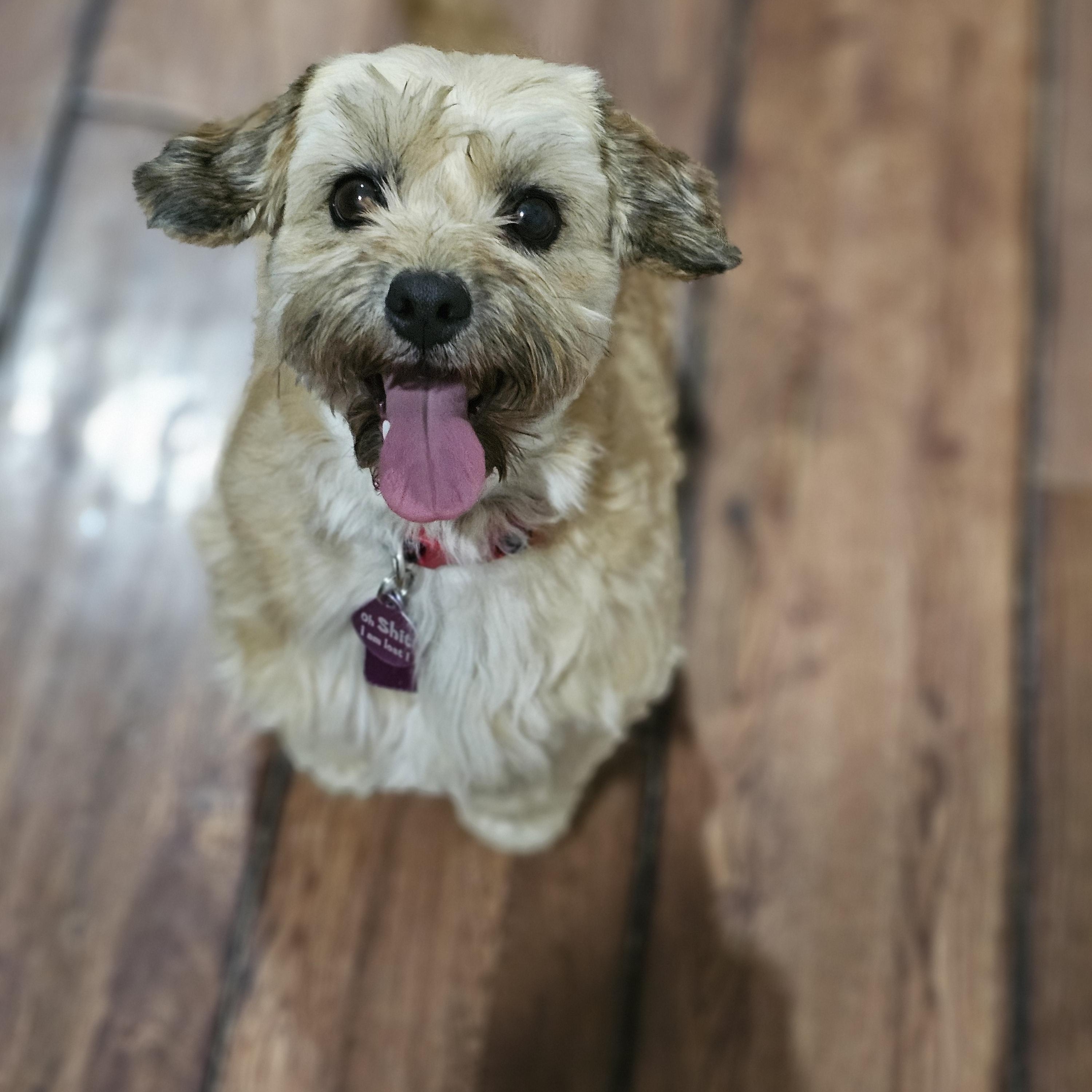 Enlarge Coco so il, a Adoptable mixed breed in MURPHYSBORO , IL image 5/6
