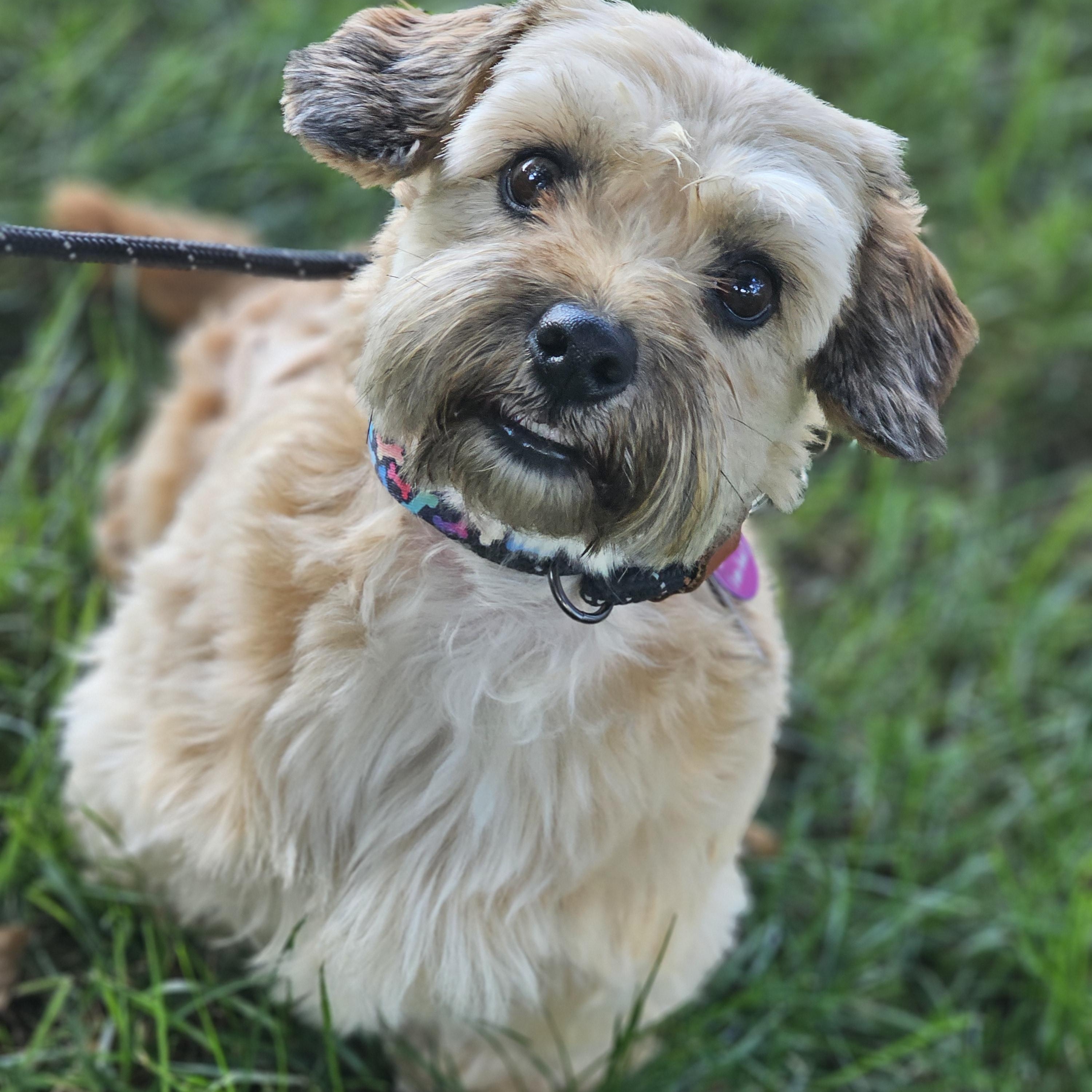 Enlarge Coco so il, a Adoptable mixed breed in MURPHYSBORO , IL image 3/6