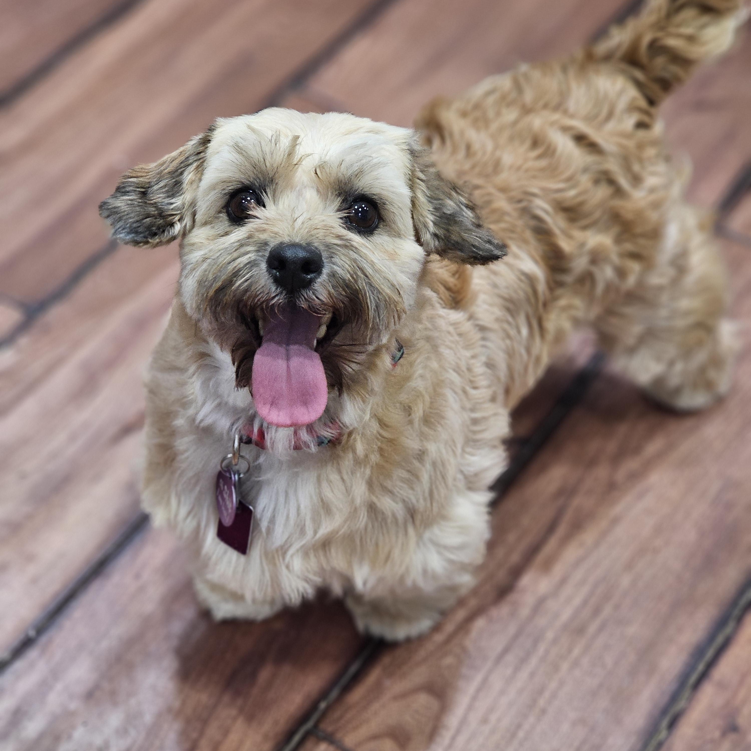 Enlarge Coco so il, a Adoptable mixed breed in MURPHYSBORO , IL image 4/6