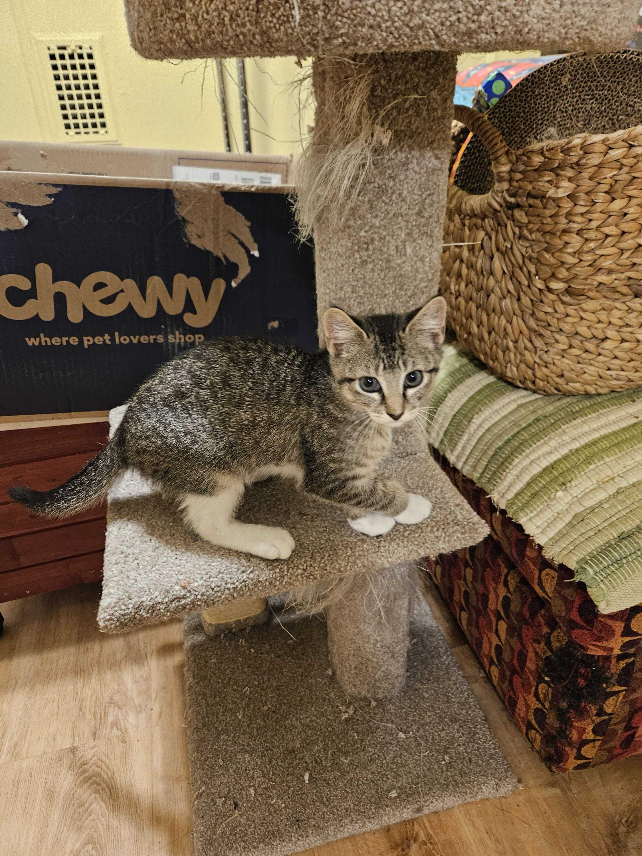 Enlarge KitKat, a Adoptable Domestic Short Hair in Long Island City, NY image 2/4