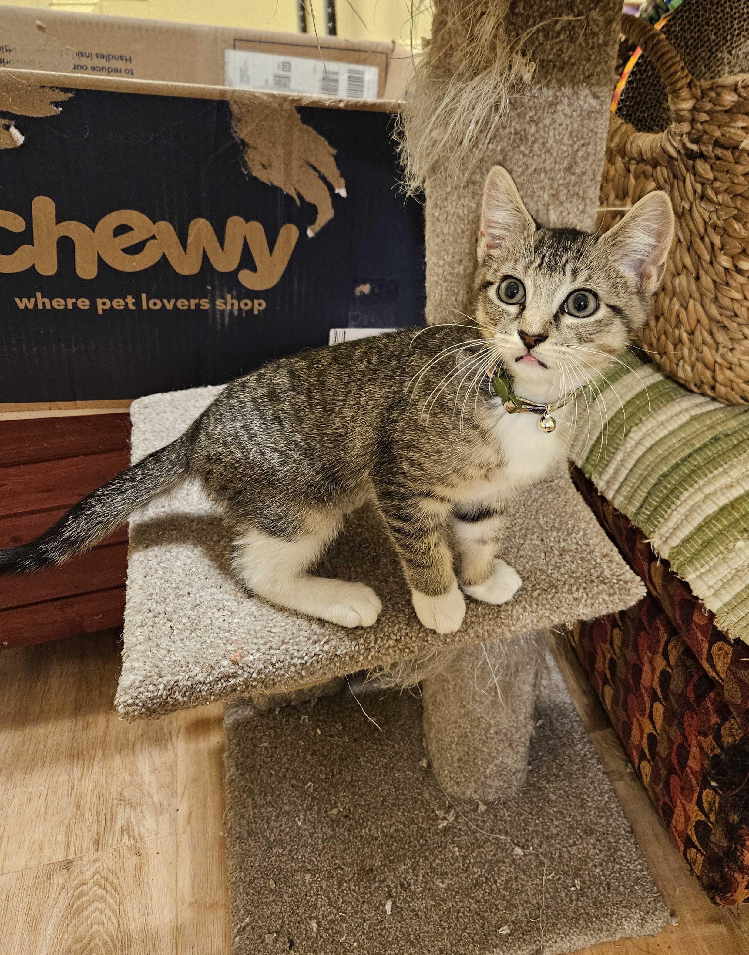 Enlarge KitKat, a Adoptable Domestic Short Hair in Long Island City, NY image 1/4