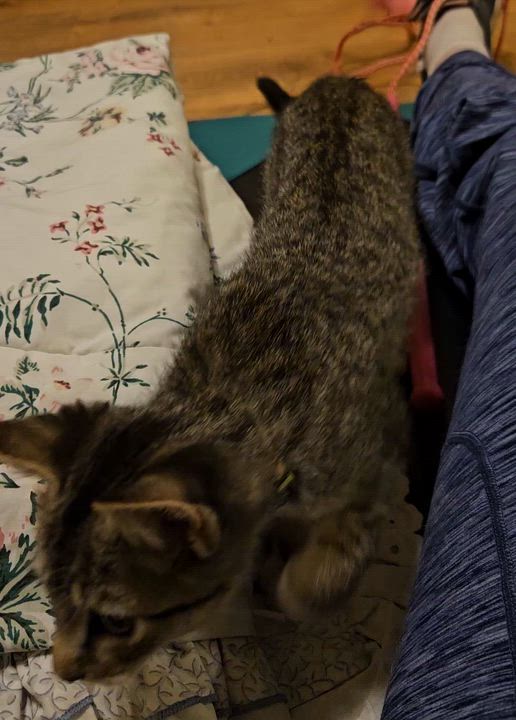 Enlarge KitKat, a Adoptable Domestic Short Hair in Long Island City, NY video 4/4