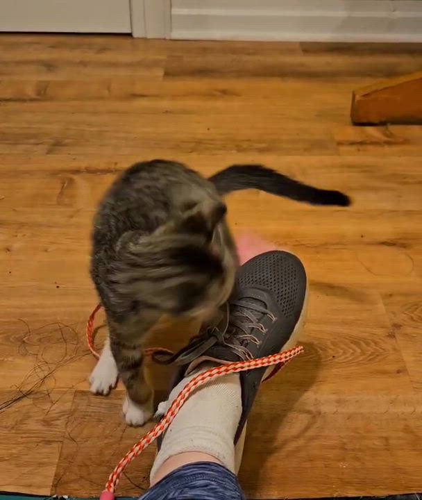Enlarge KitKat, a Adoptable Domestic Short Hair in Long Island City, NY video 3/4